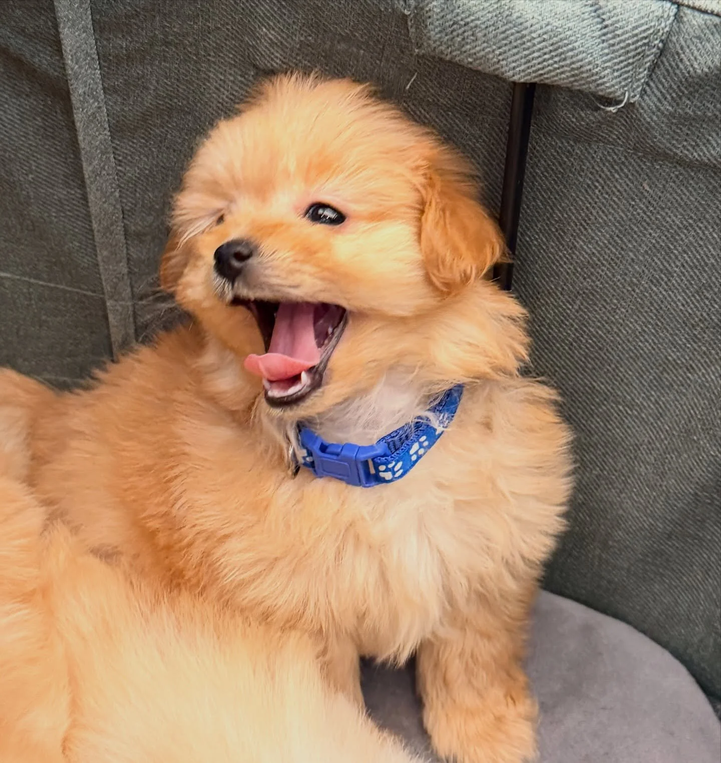 Paddington made himself a favorite also