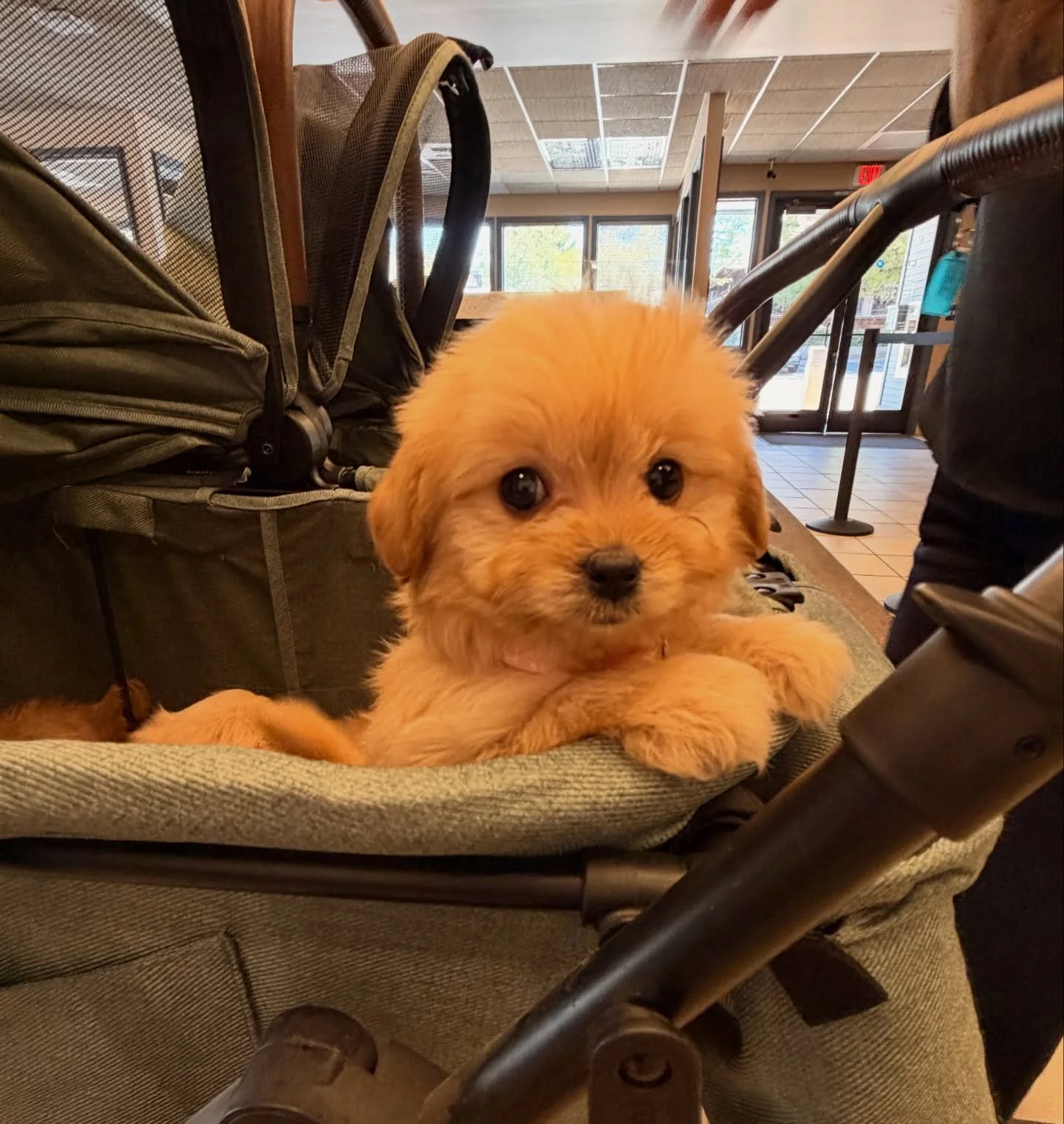 Honey made everyone fall in love with her yesterday.