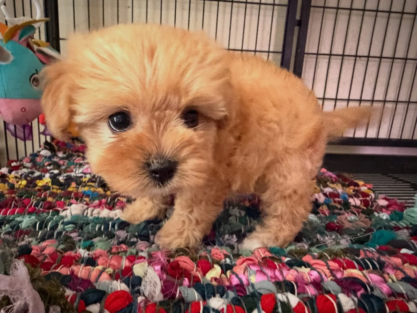 Arrow is available again! Ready to go home, health cleared by the vet and has had first vaccines. Sweet demure little girl.