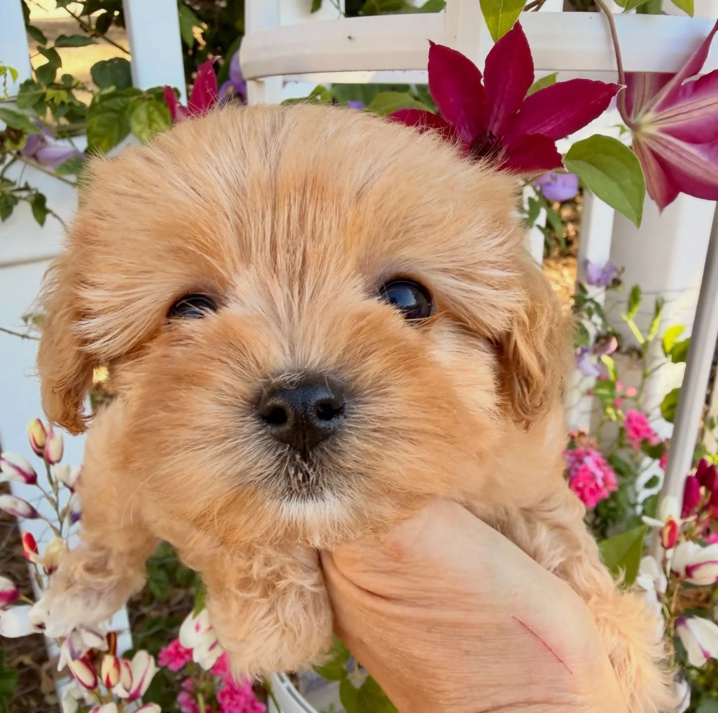 Arrow, once again waiting for her furever love.