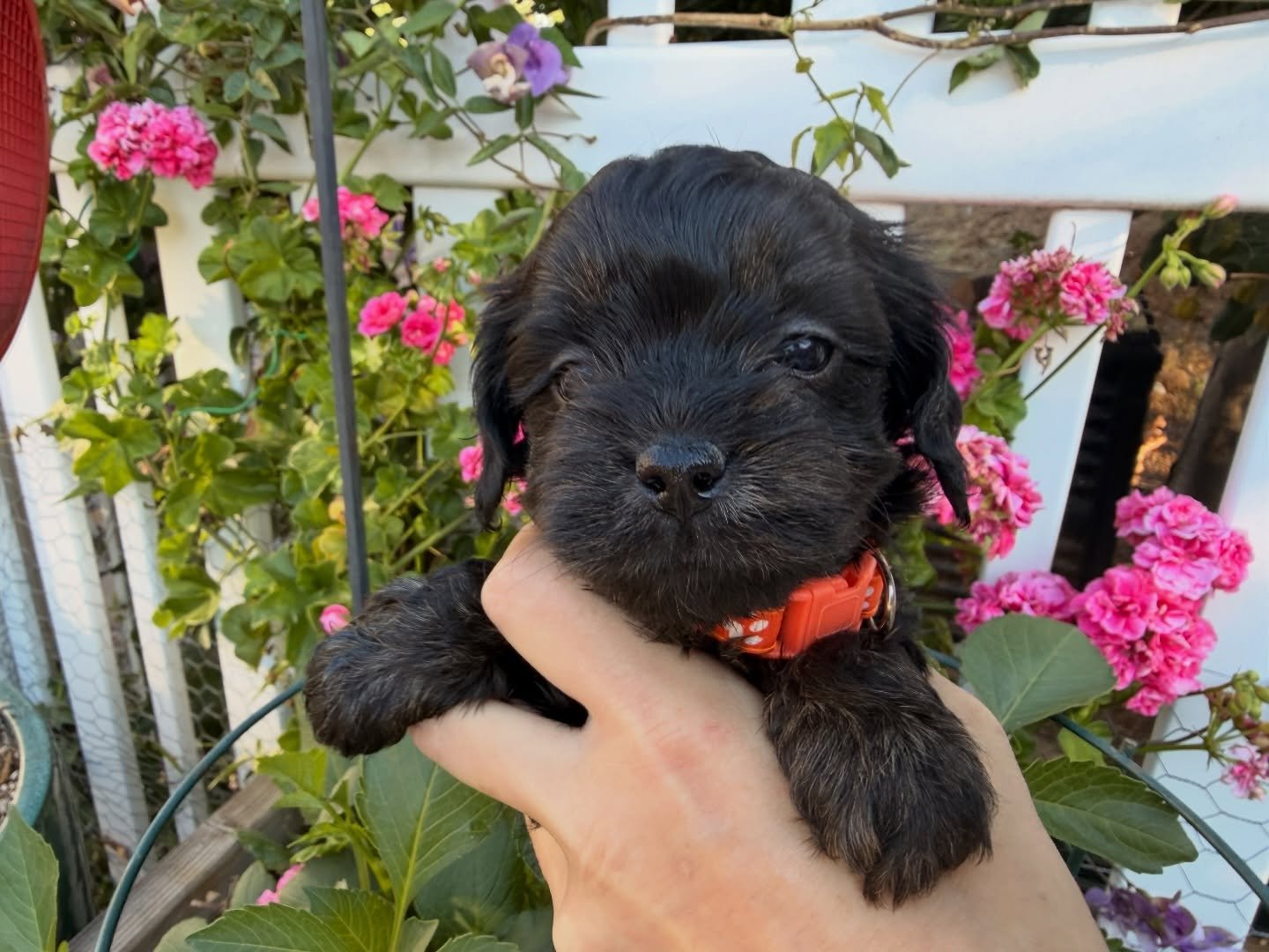 Cruz, male cavamaltipoo. Smallest of the bunch. Should stay in the 6-10 pound range.