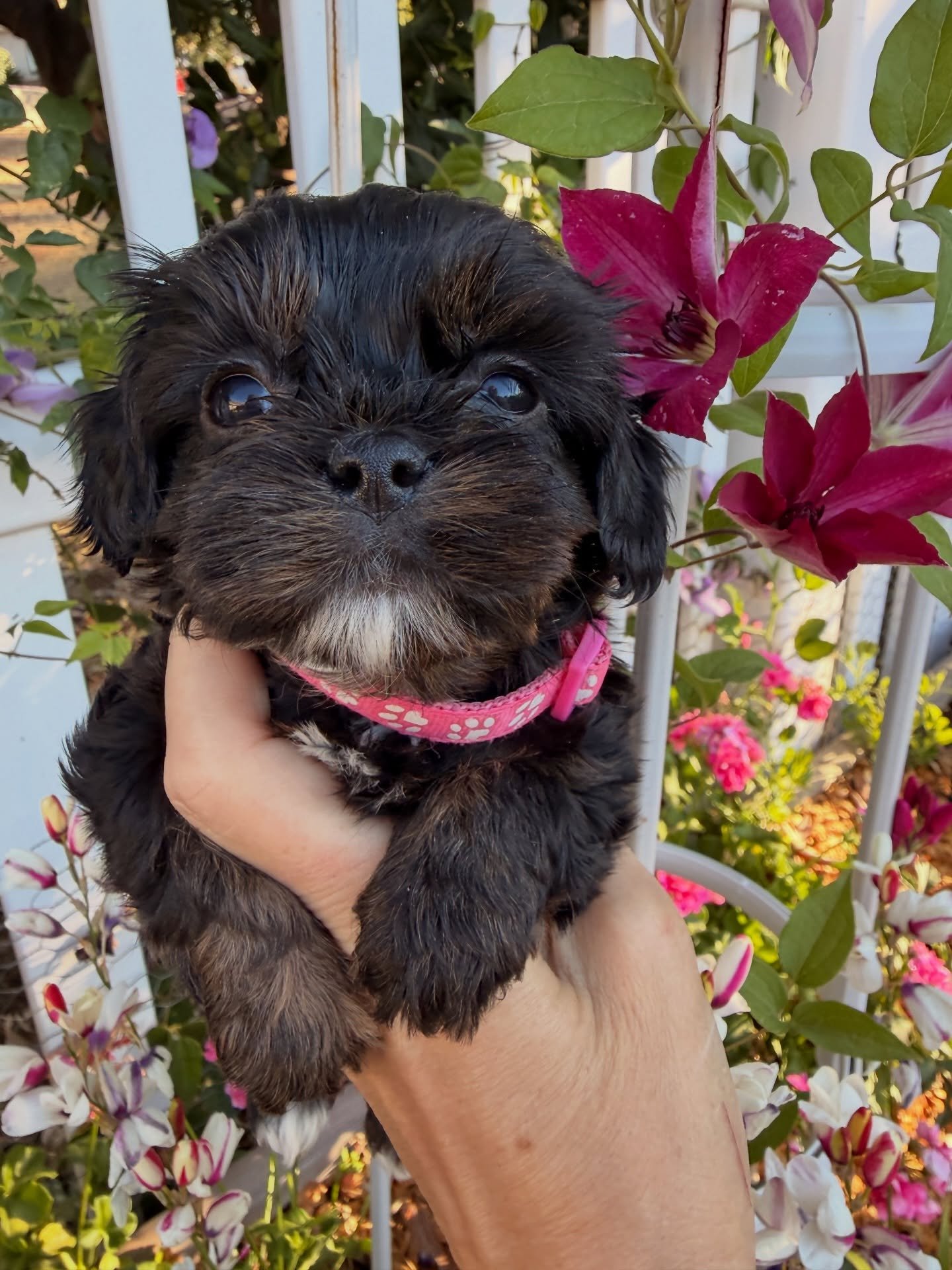 Dash, female cavamaltipoo. 2 back paws are white.