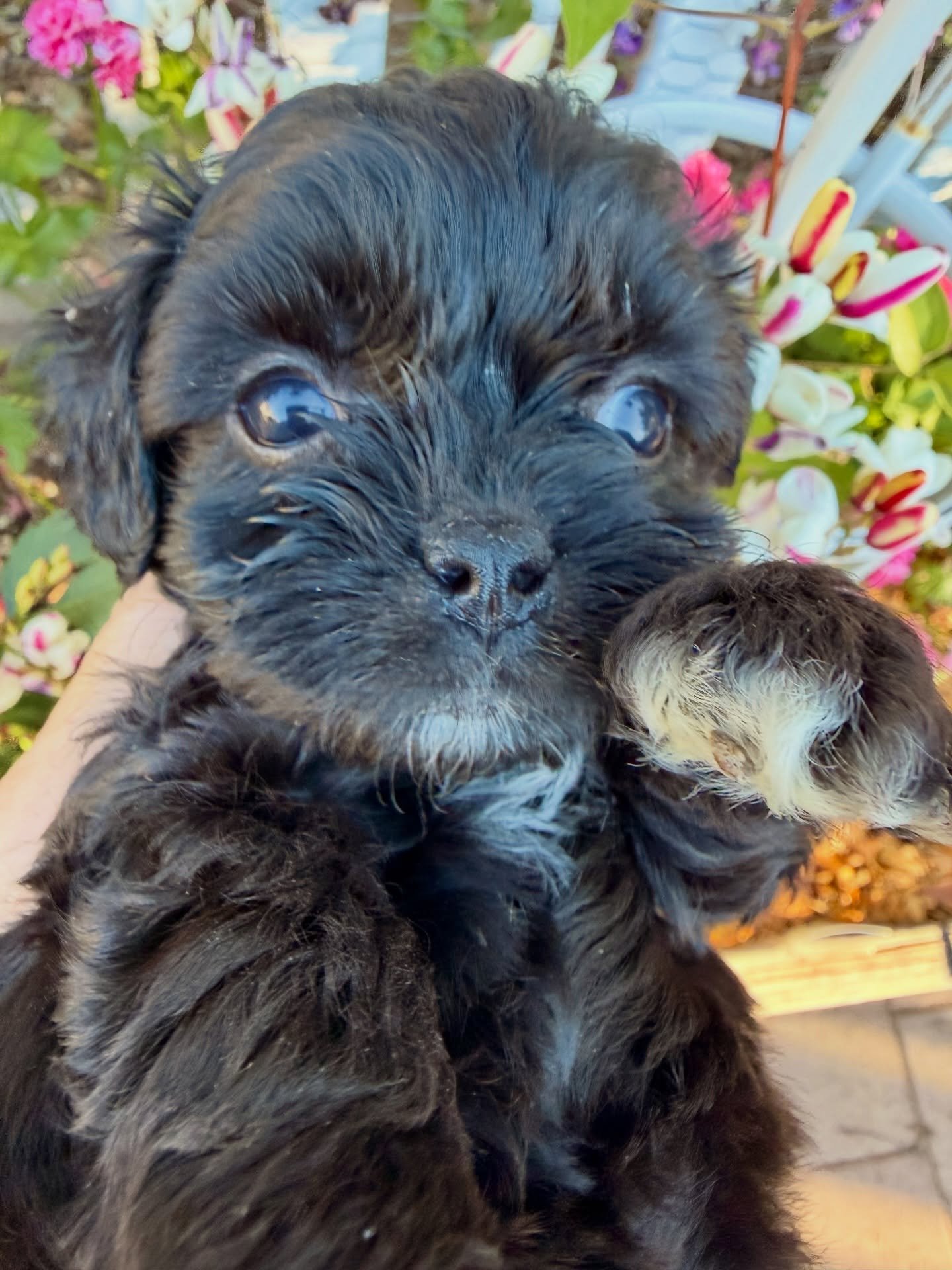 Sway, female cavamaltipoo. 3 white paws. 💖
