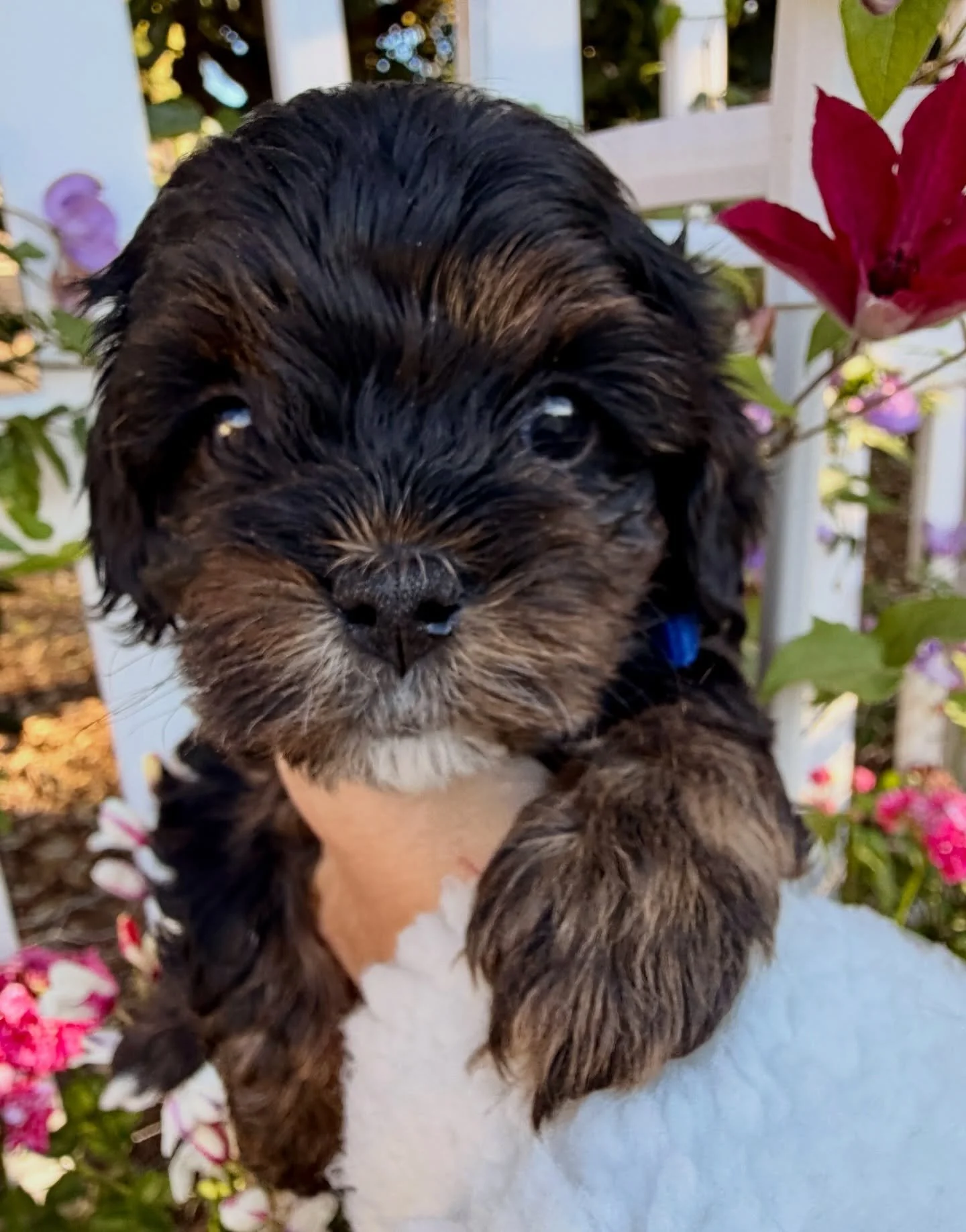 Chase, male cavamaltipoo. He&rsquo;d love to chase you home.