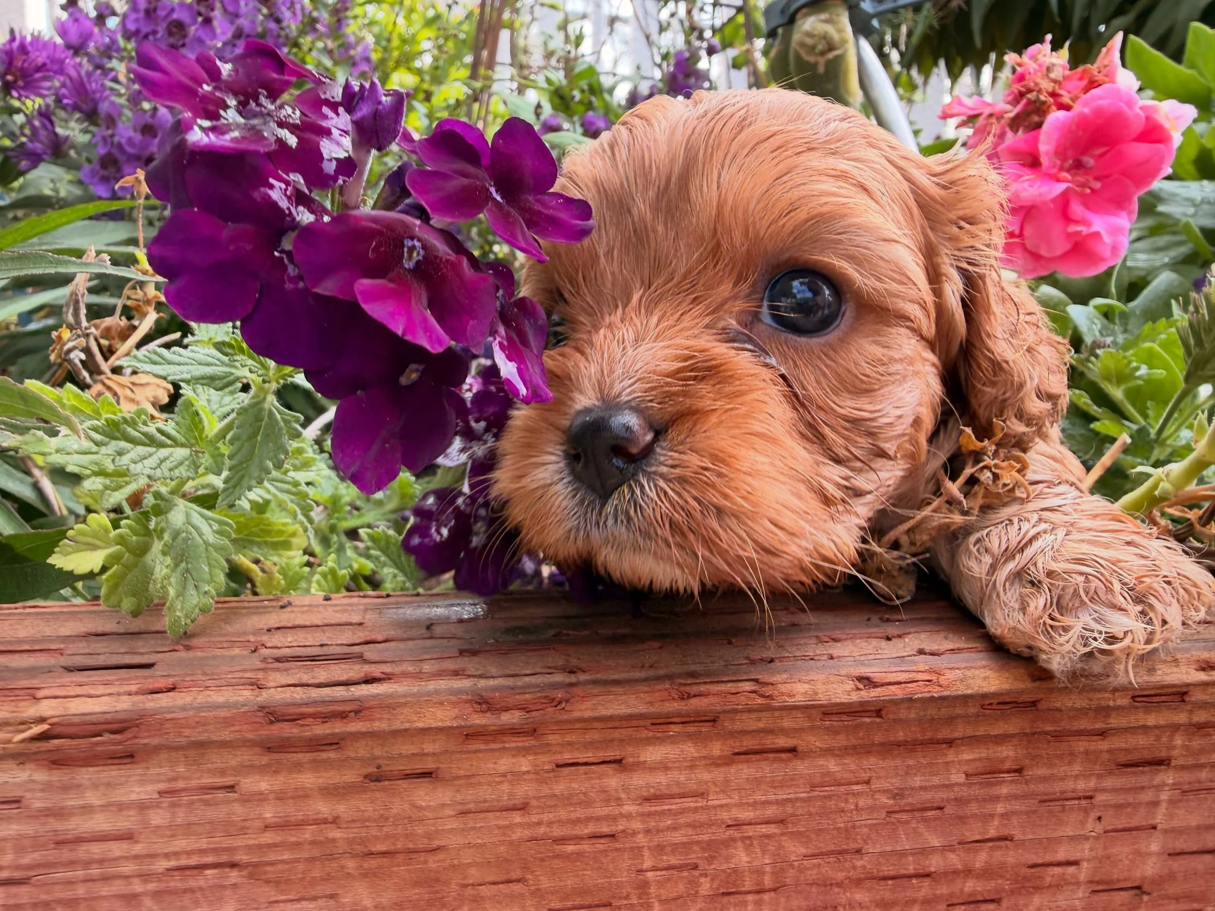 Jolene, not available. #cavapoopuppy #cavapoos_of_instagram #cavapoos_of_instagram