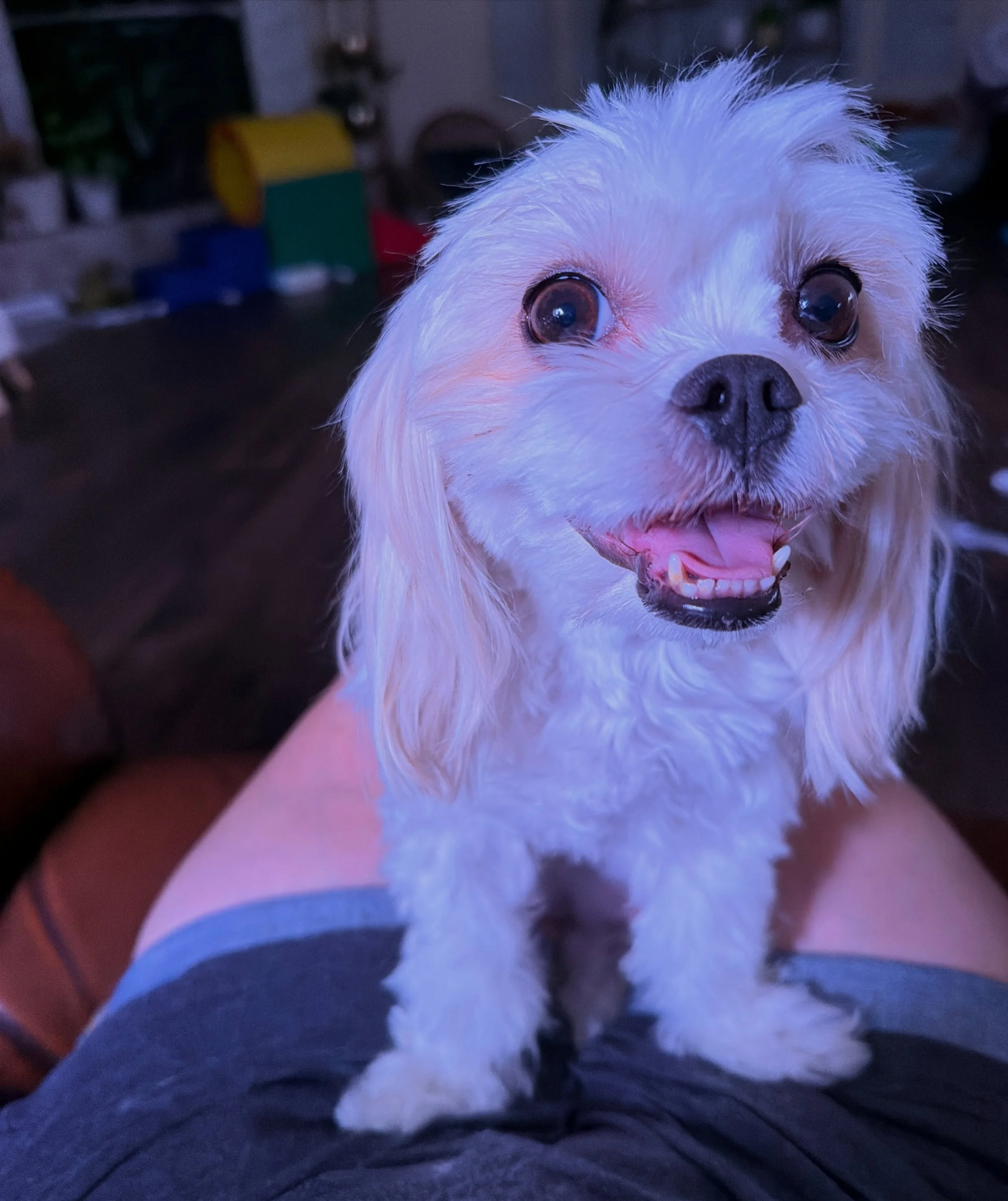 We may get new cavamaltipoos tonight! (Or tomorrow)!