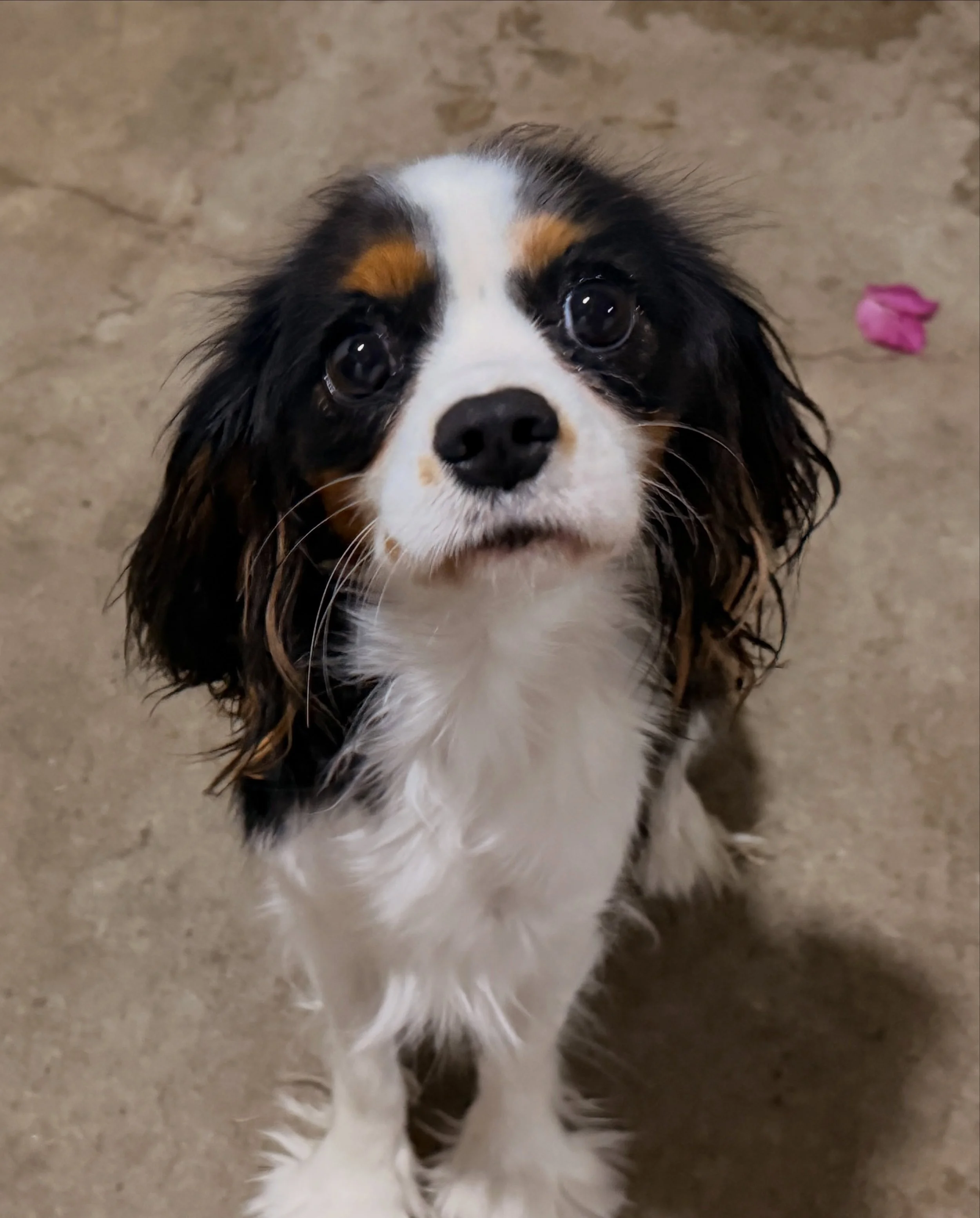 Ophelia, mated to Coltrane/Smokey. Expecting tricolor cavaliers mid-to-late October.