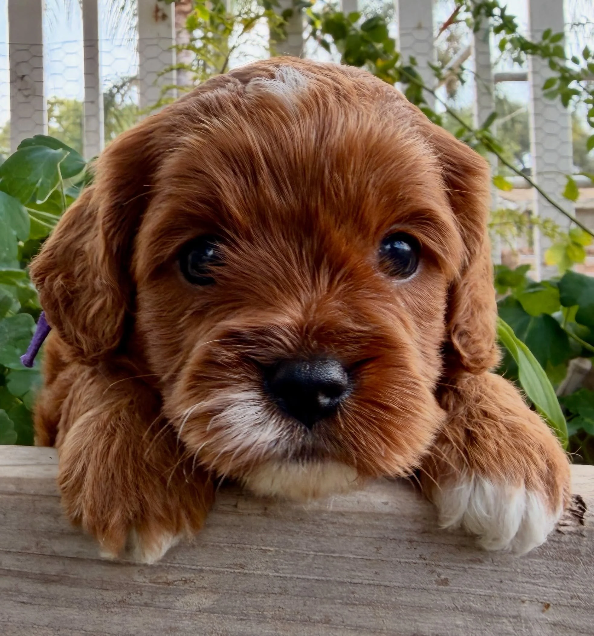 Dolly, female cavapoo. 4 weeks old and waiting to be chosen. #cavapooworld #cavapoo #cavapoos_of_instagram #doodlepuppylove