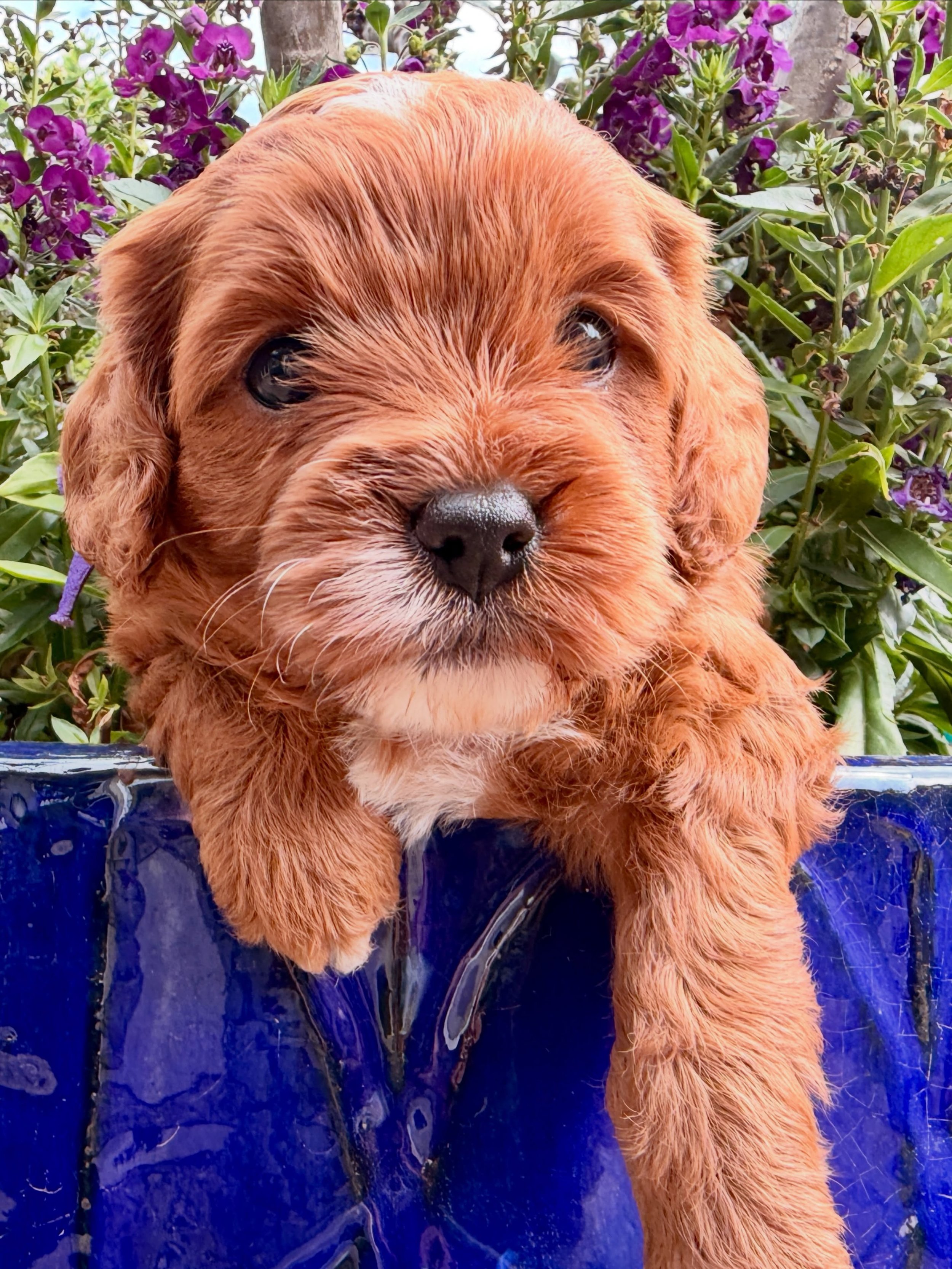 I think Dolly is spoken for!! Pending deposit.