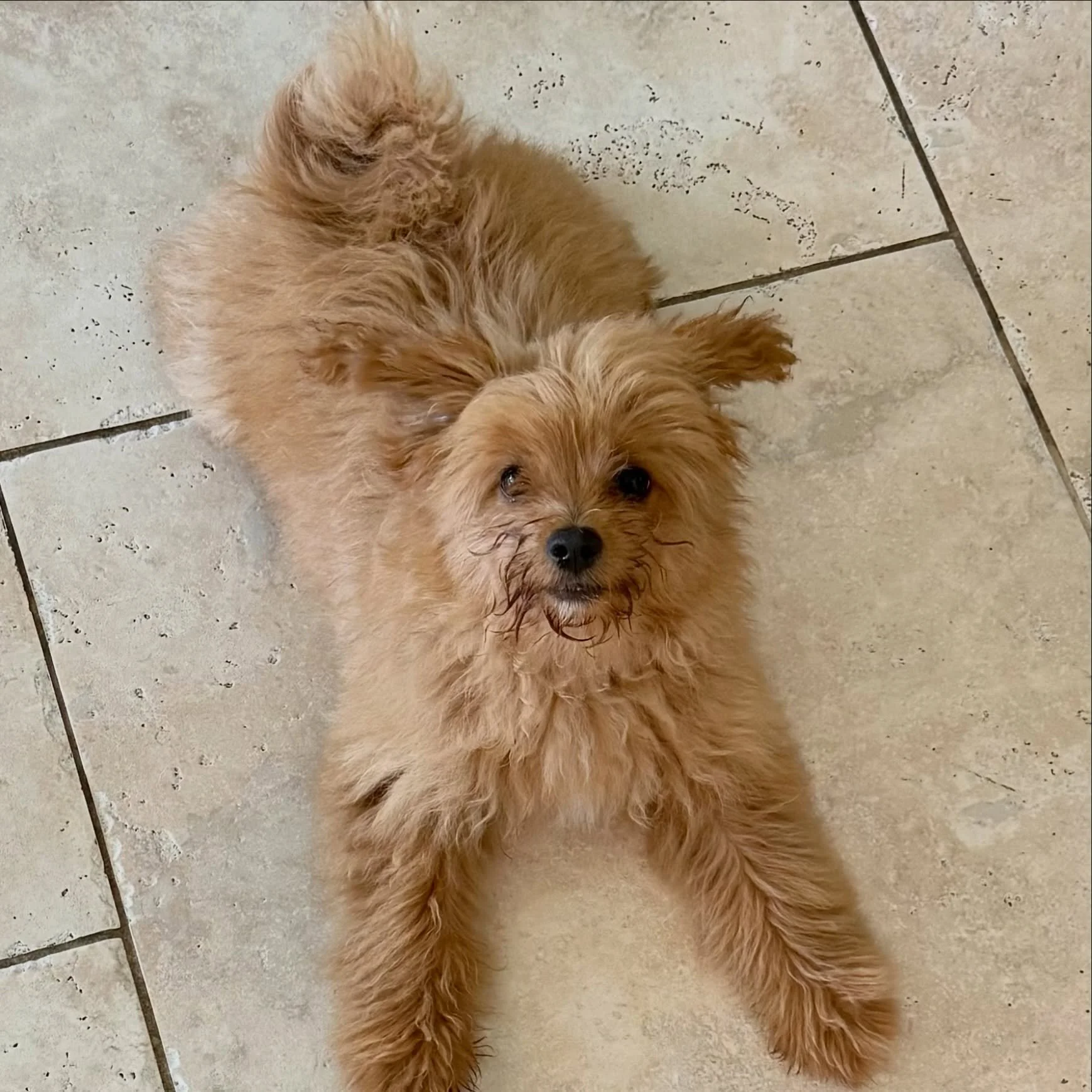 Daisy, formerly Yukon. Pomapoo. Thank you, Alicia for the share. 🥰
