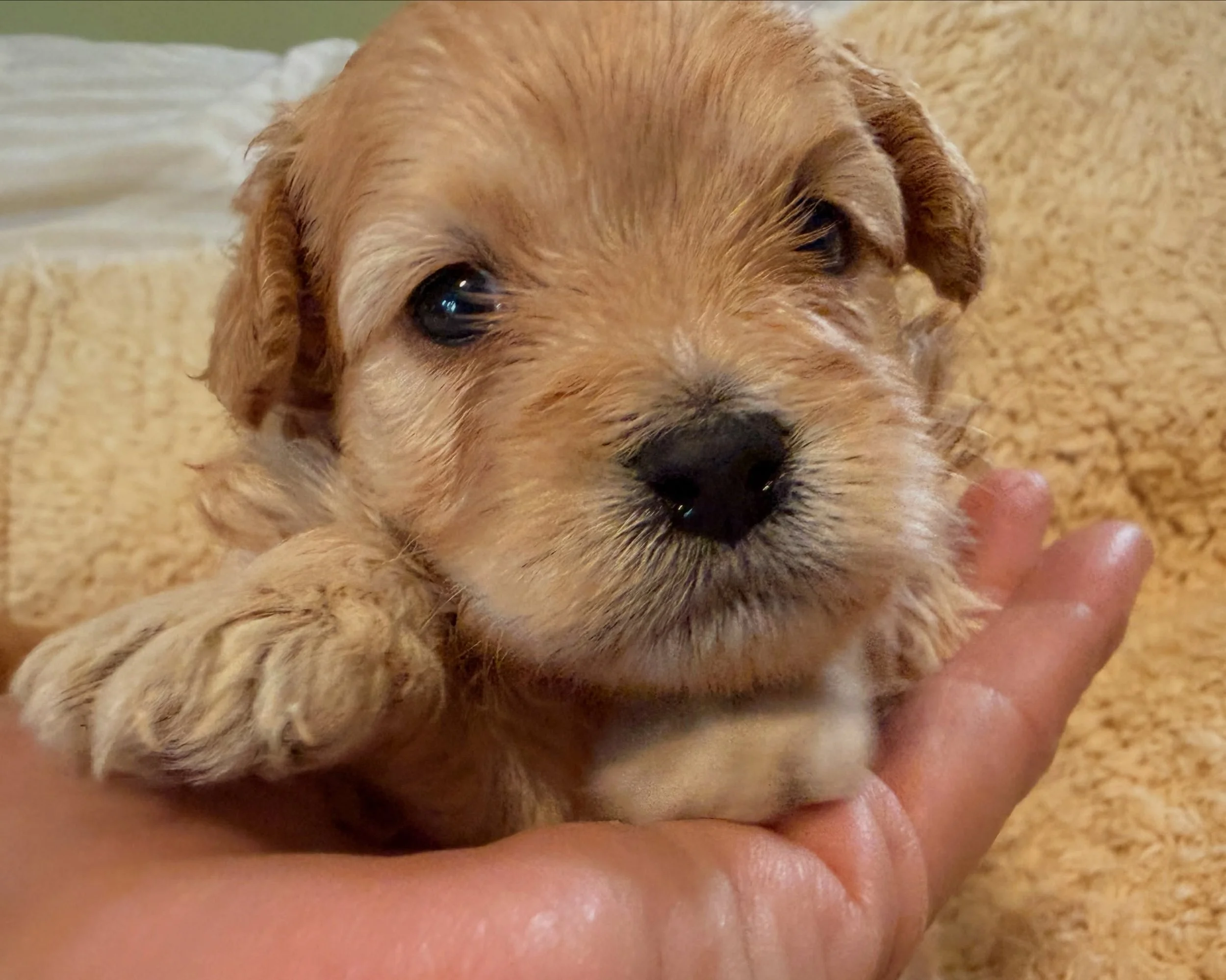 Ribbon, one of two sisters in the sibling bunch of cavapomapoos. #cavapomapoo