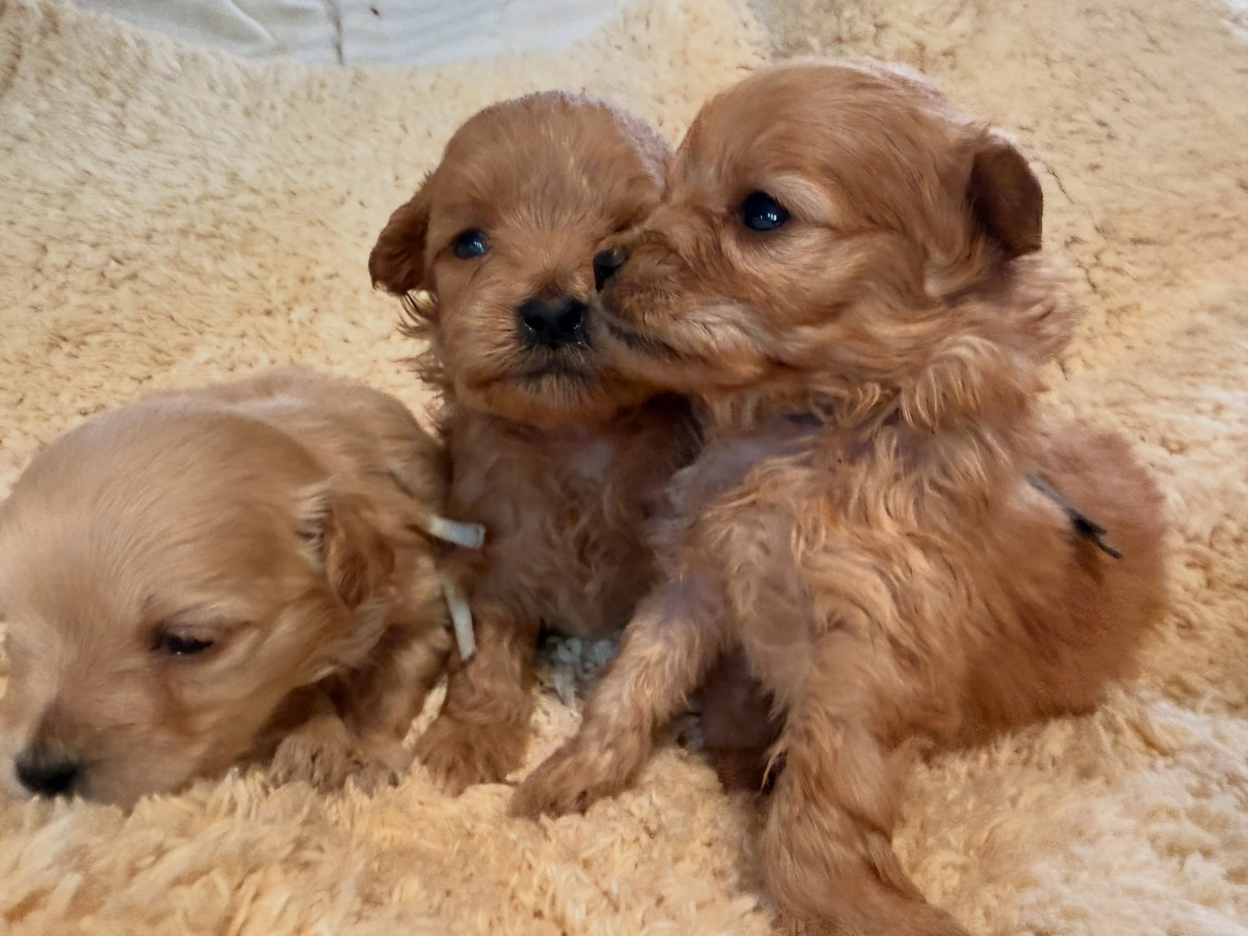More Corduroy siblings. #cavapomapoo #pomapoo #cavapoodle