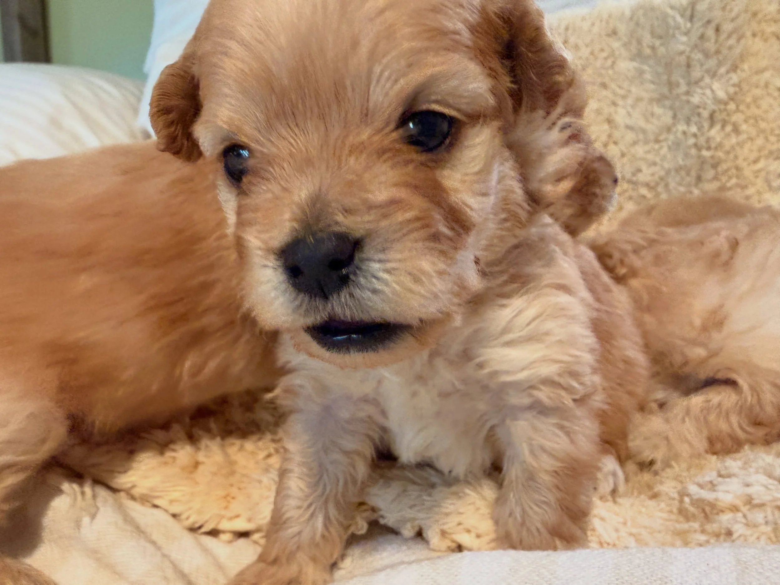 Stitches, green collar. Brother to Corduroy and Lily/Honey Bear #cavapomapoo #cavapomapoopuppy