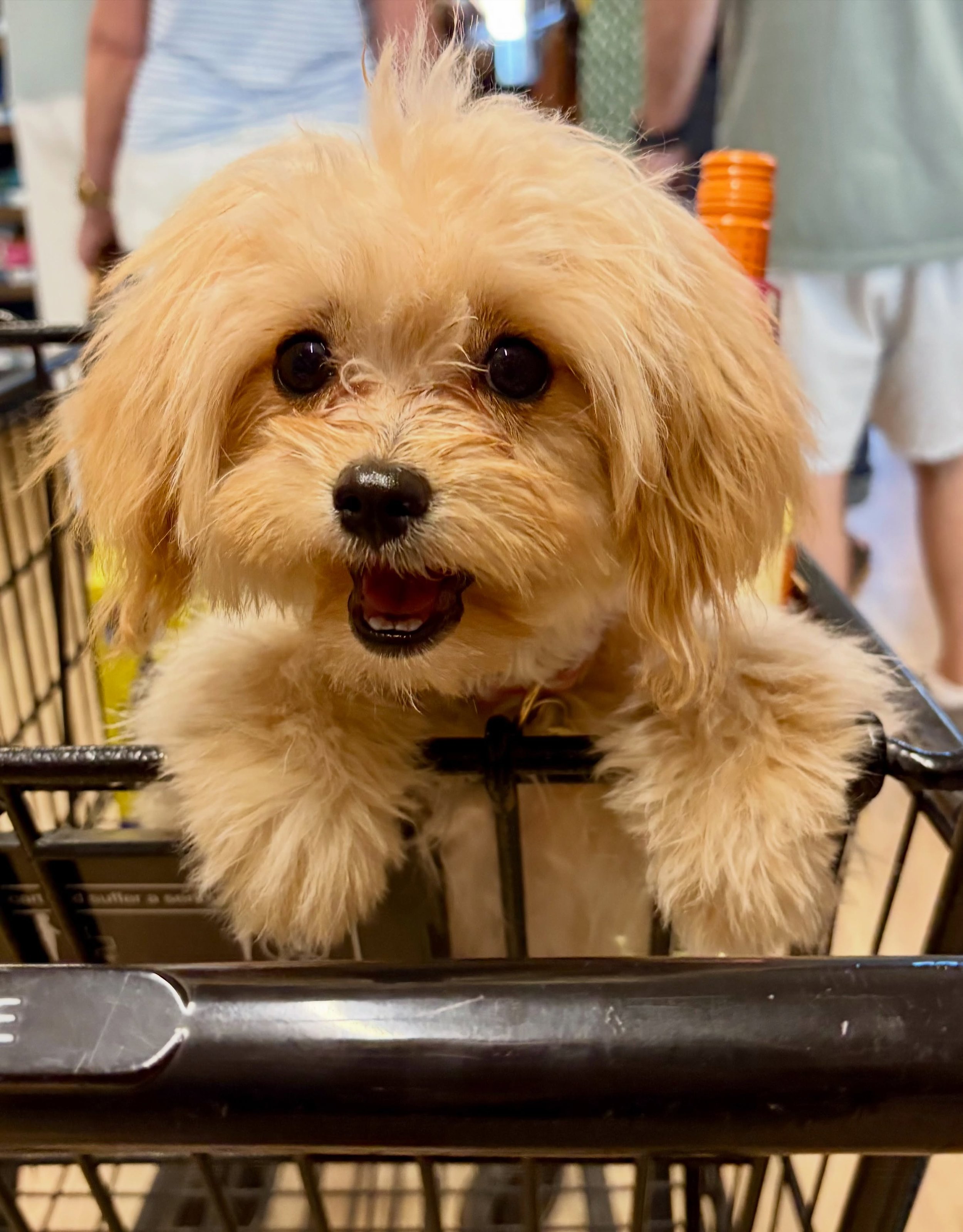 Formerly Honey Bear (sister to Corduroy and the new cavapomapoos), now known as Lily. 💖💖💖💖 These newbies from Maya are a repeat mating from Mac Daddy and Maya. Cavapomapoos. #cavapomapoo