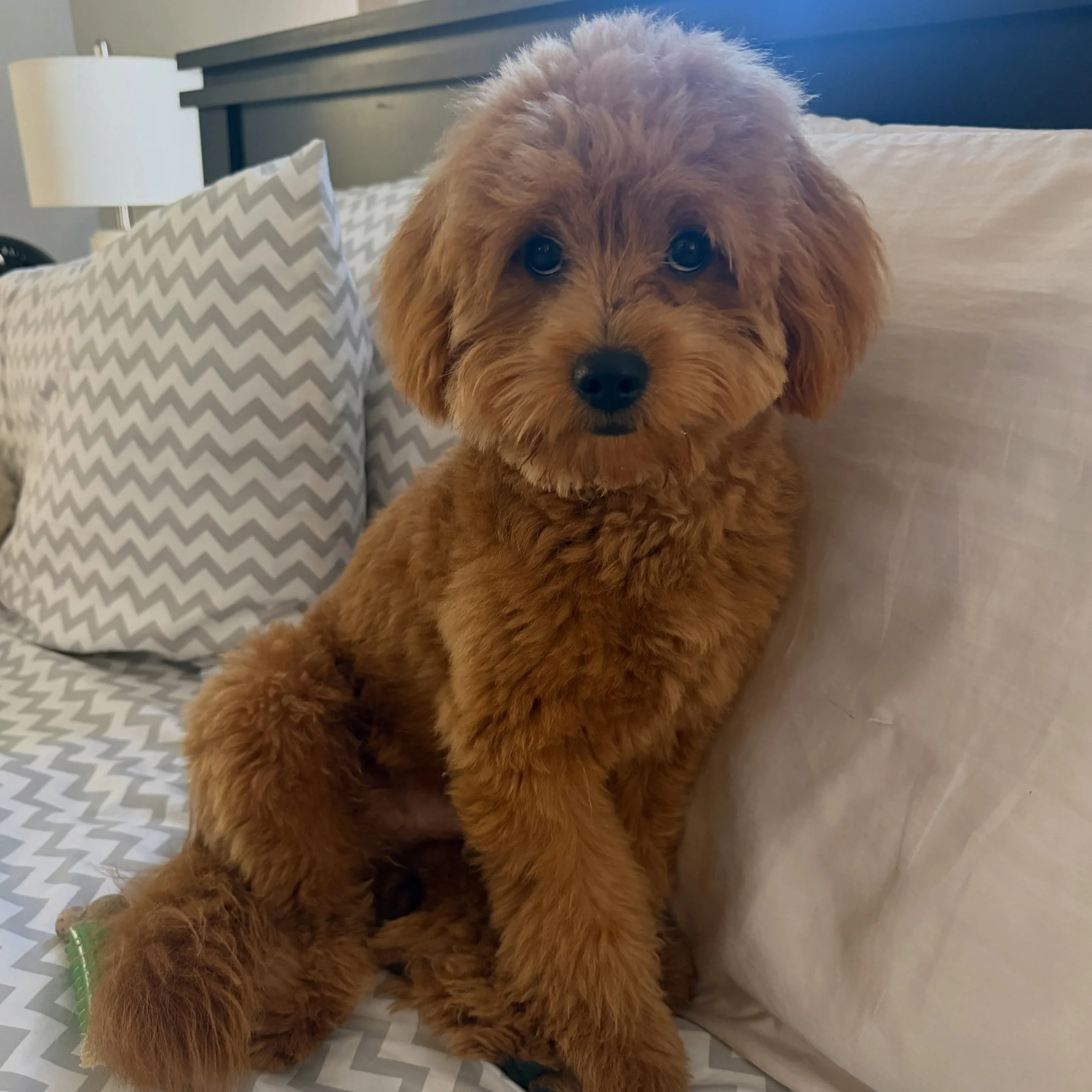 Dash, formerly Fozzie Bear from Maya&rsquo;s previous litter. Summer has to say about him &ldquo;Hello
He is spunky lovable and smart. His energy level is so fun to watch but when he winds down he is so calm
His cuteness is what attracts people when 
