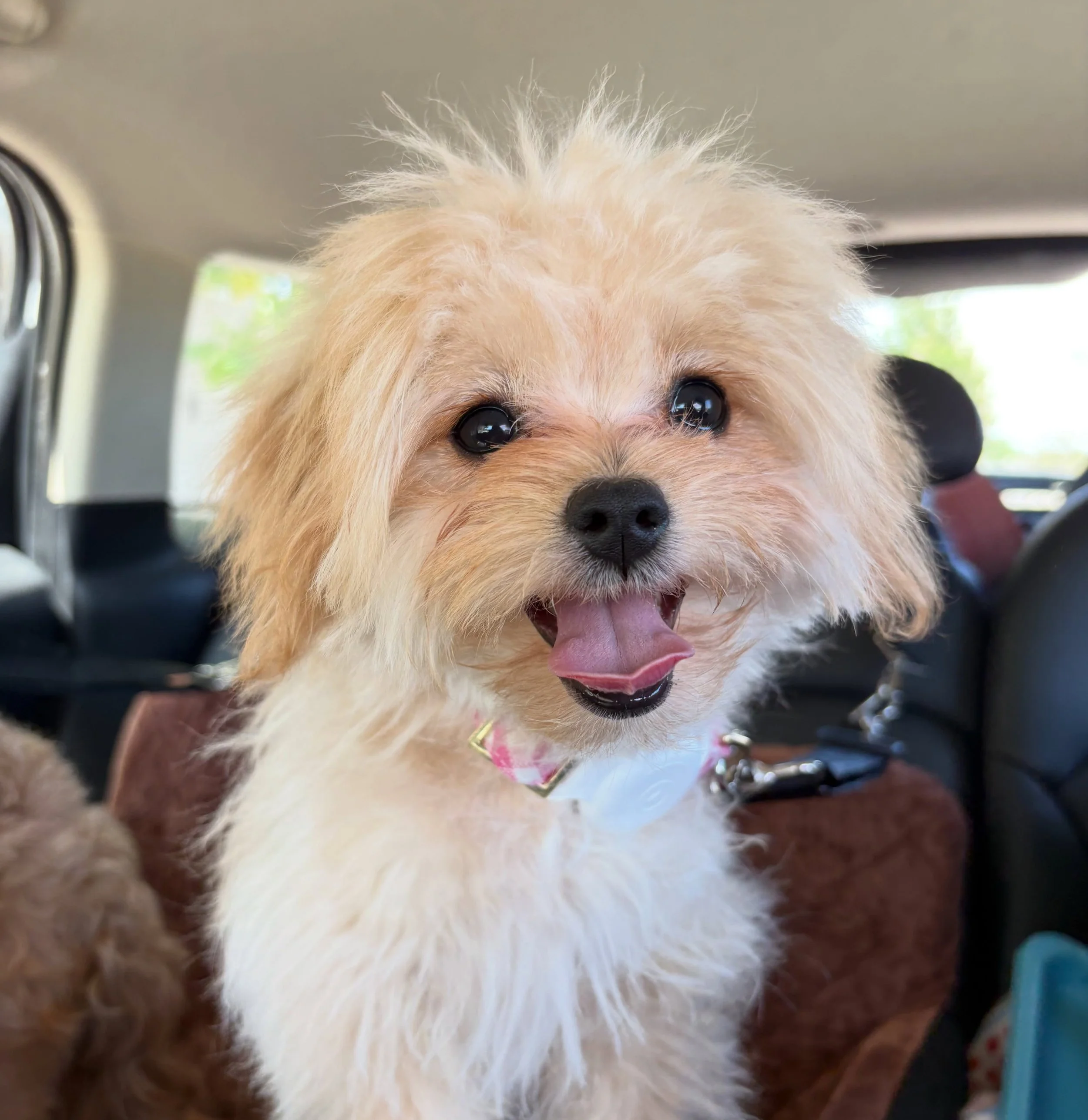 More Lili/Honey Bear. Sibling to Maya&rsquo;s babies. 💖 #cavapomapoo #cavapomapoopuppy