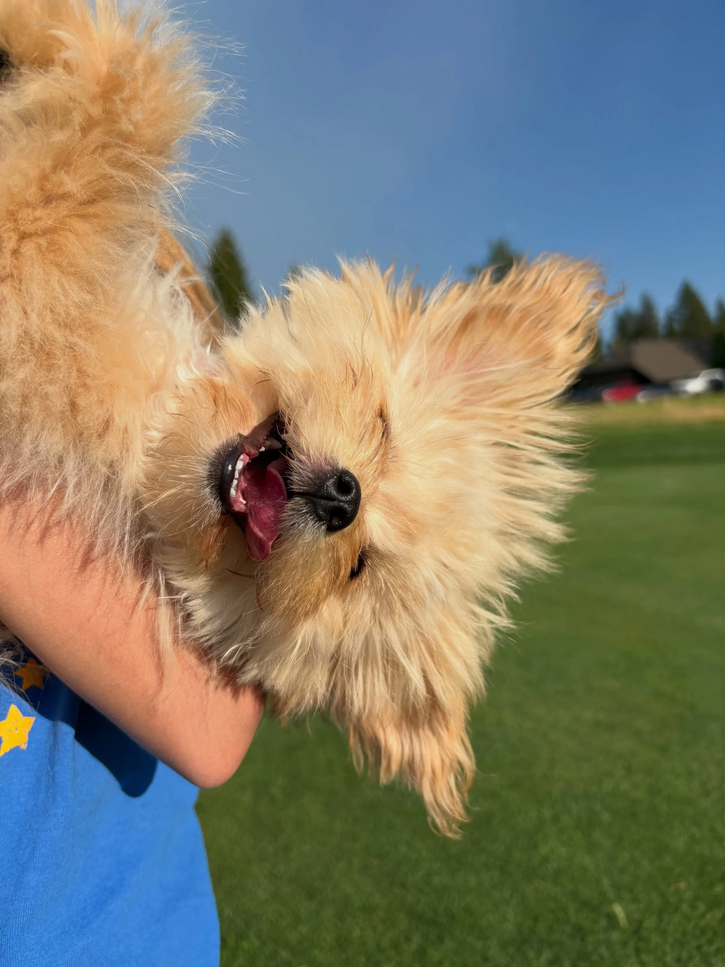 Cavapomapoo from Maya and Mac Daddy. Lili/Honey Bear