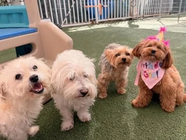 Dot, formerly Donna Summer, had the best first birthday party with her pals. 💖 Happy Birthday Dot! #dogbirthdayparty🐶🎂🐾