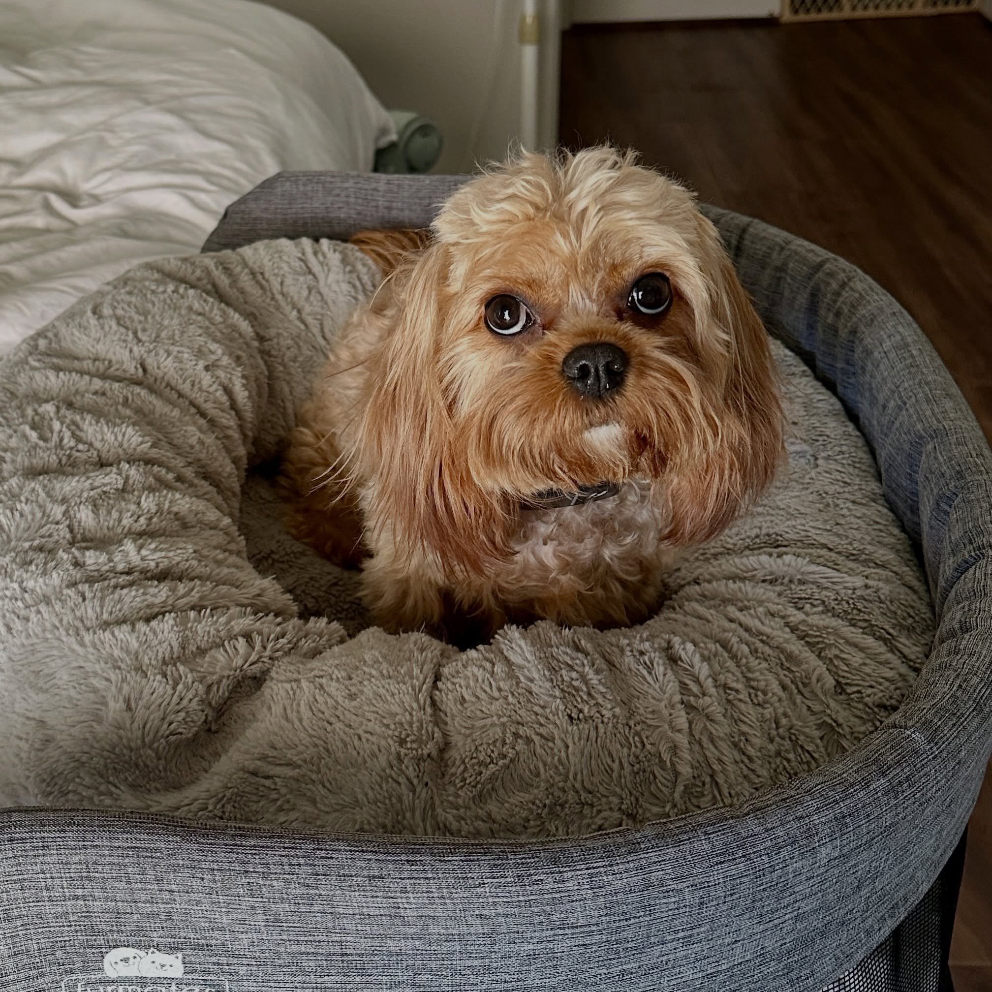 Maple&rsquo;s mommy put up a co-sleeper. She&rsquo;s a lucky girl and Daddy feels like his space in bed is secure. 😉😉😉