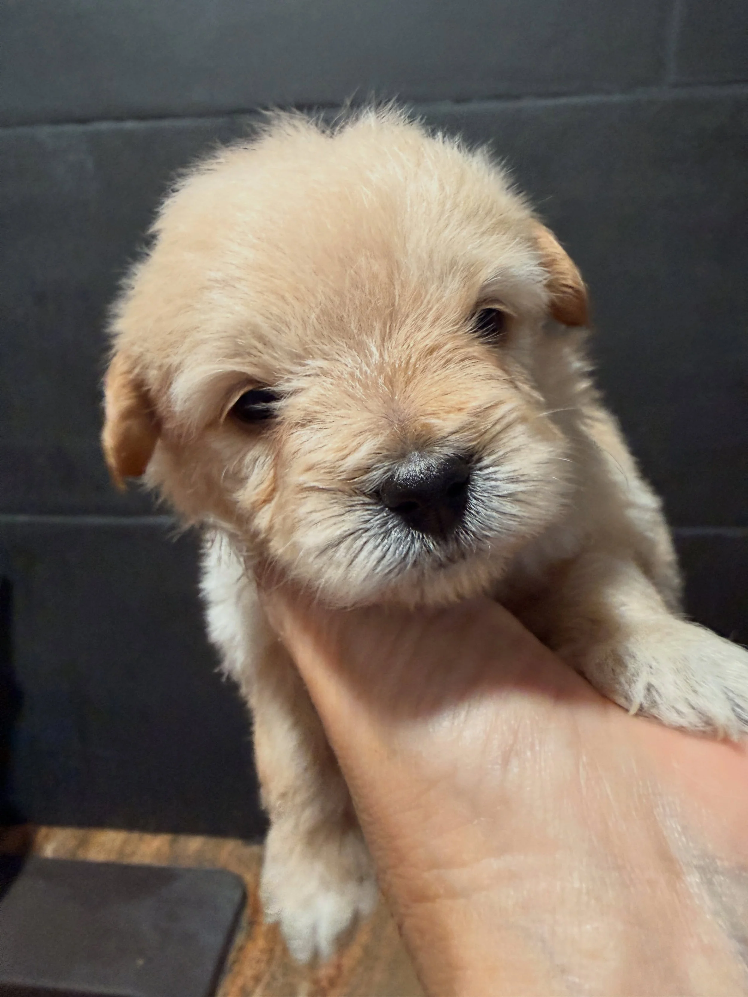 Thimble, little pale boy, softer than a cloud. He threw up a little during his blowdry because I gave him food just before&hellip; my bad. His next photos will be better 💖 Probably around 7-10 pounds when grown. #cavapomapoo #cavapomapoopuppy #cavad