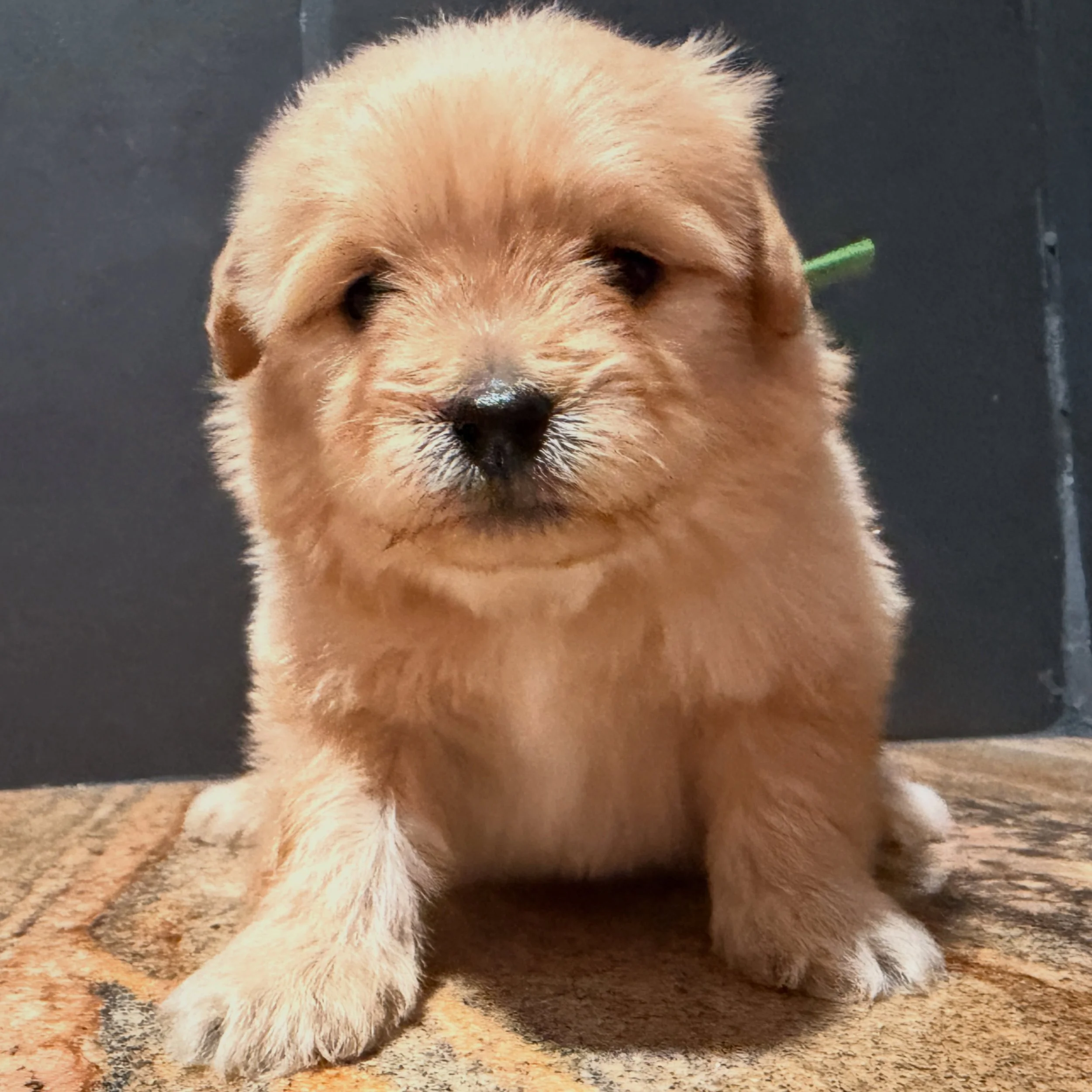 Stitches, medium sized boy. Easygoing as well, but as much as the super relaxed ones. 😂 #cavapomapoo #cavapomapoopuppy #cavadoodlepuppy #pomadoodlesofinstagram #doodlepuppylove