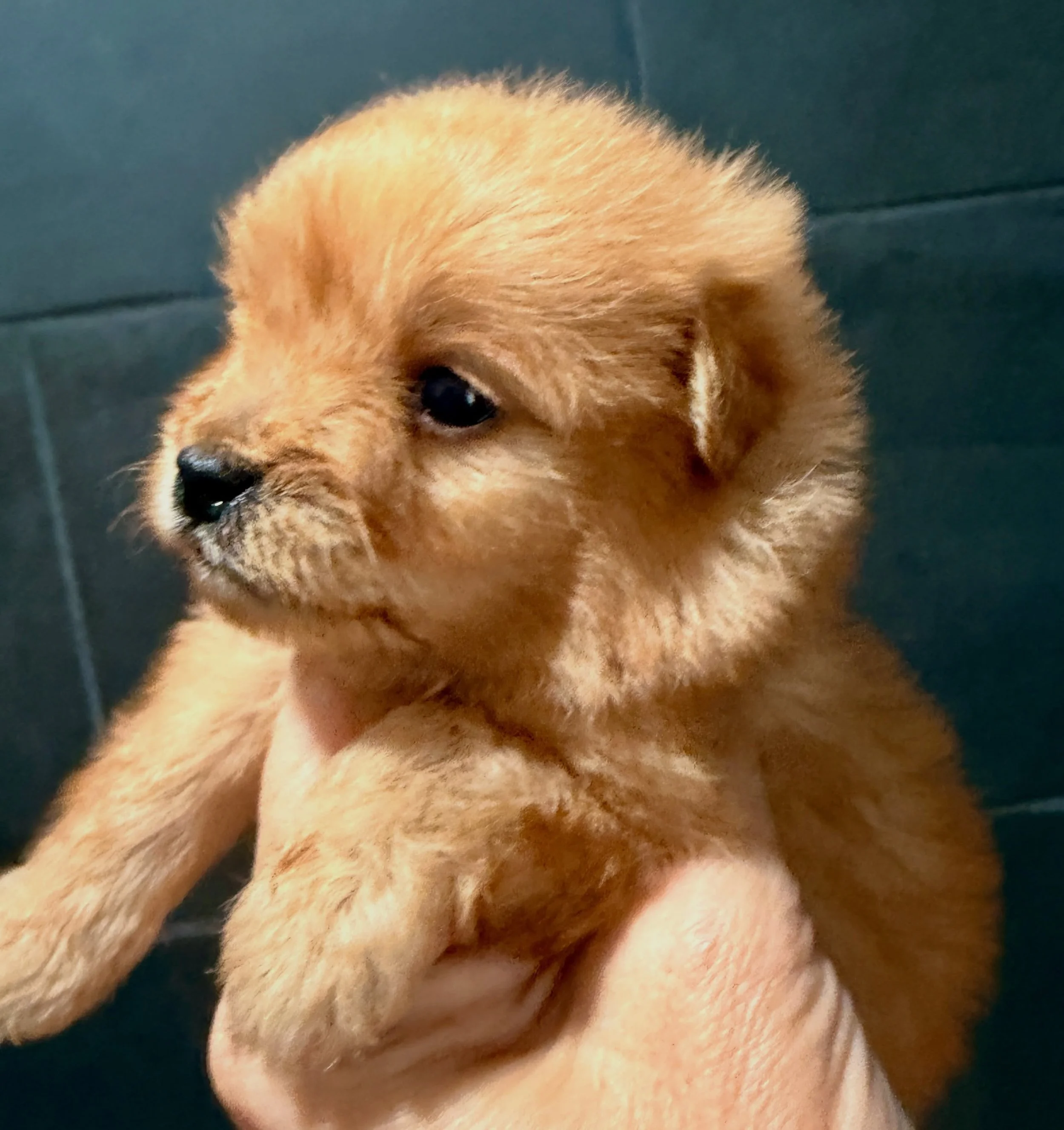 Stuffing, the tiniest guy, has maximum fluff! 😂😂😂 Most likely he&rsquo;ll wind up 7-8 pounds, 10 MAX. 🥰 This guy makes me smile every time I see him and his cuteness gets him picked up a LOT. #cavapomapoo #cavapomapoopuppy #pomapoosofinstagram #c