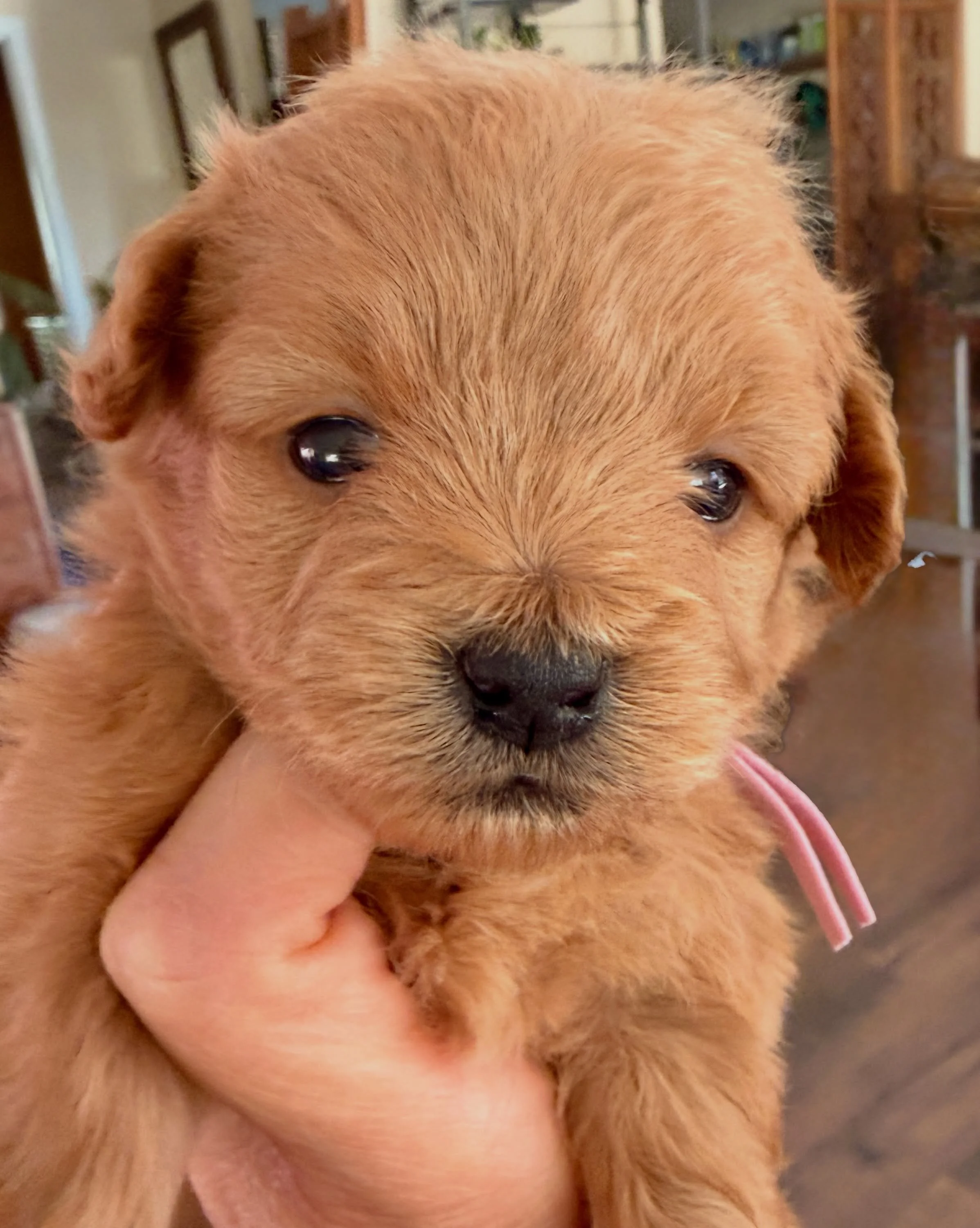 Trinket is the most Teddy Bear-like by far. 💖 #cavapomapoo #cavapomapoopuppy #doodlelove #cavapoos_of_instagram