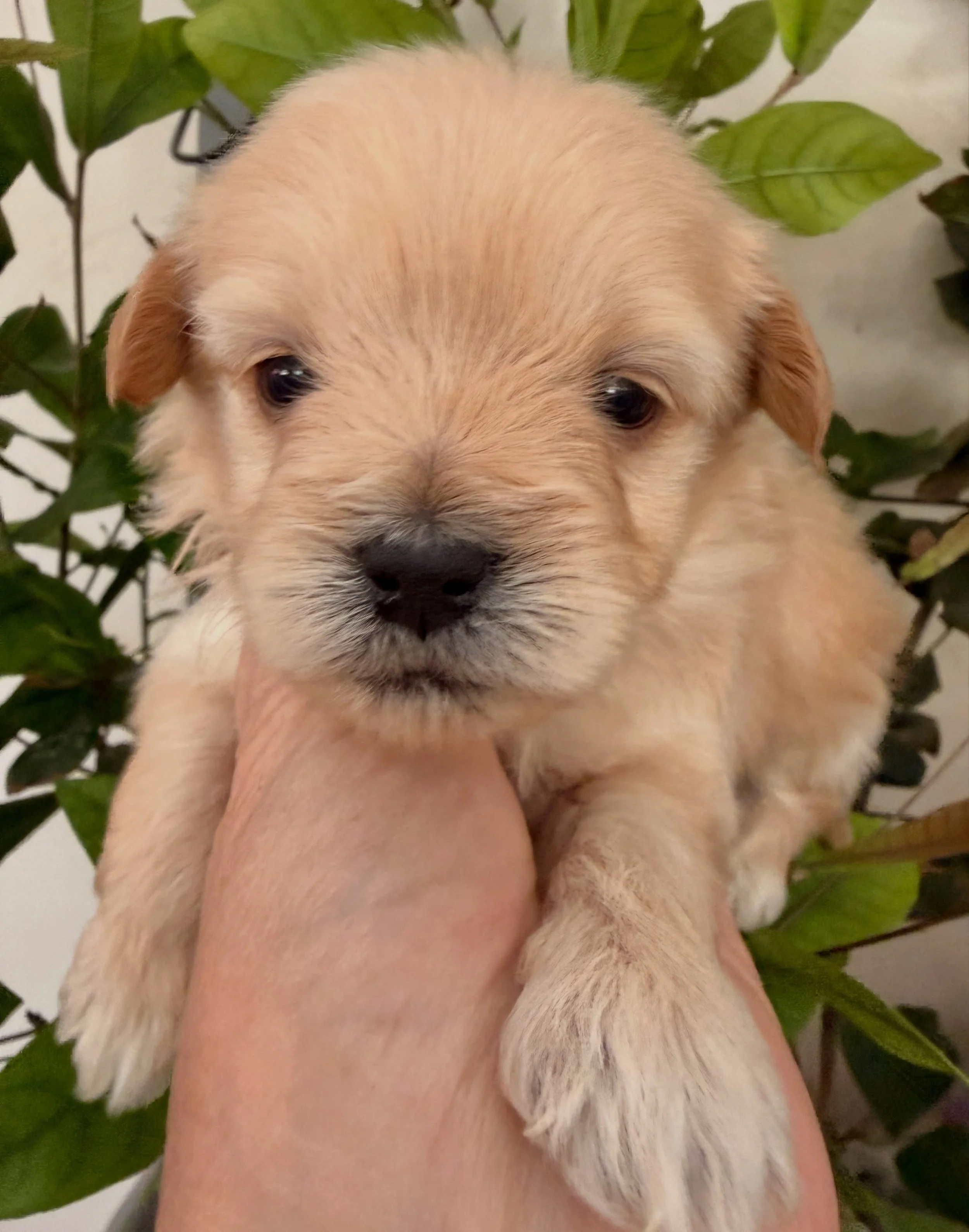 Thimble. I told you his next photos would turn out better. 🥰🥰🥰 Clearly a nap does him some good. 💖 #cavapomapoo #cavapomapoopuppy