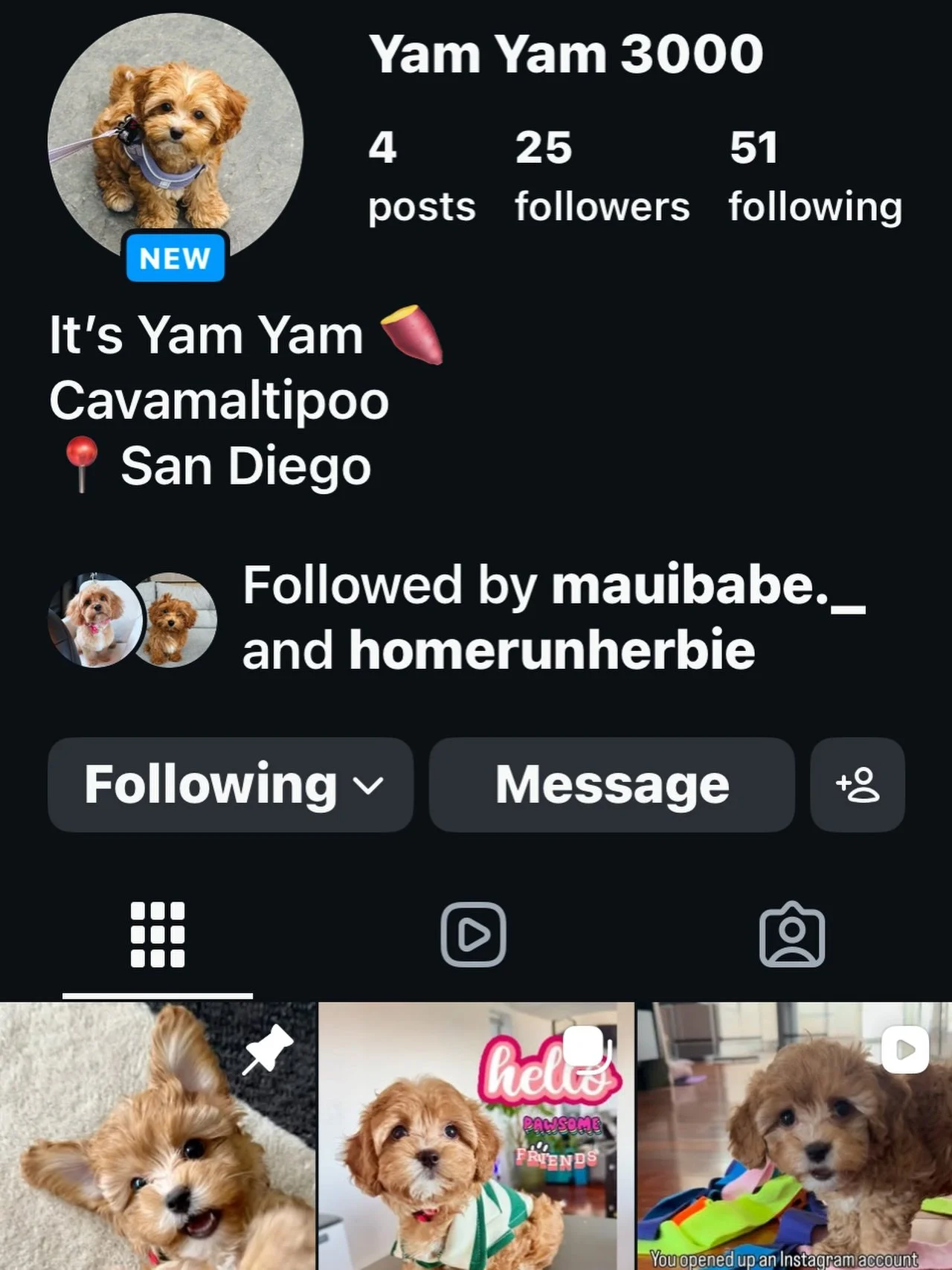 EVERYBODY, follow YamYam!!! 💖 She&rsquo;s a CavalierKingdomSD baby.