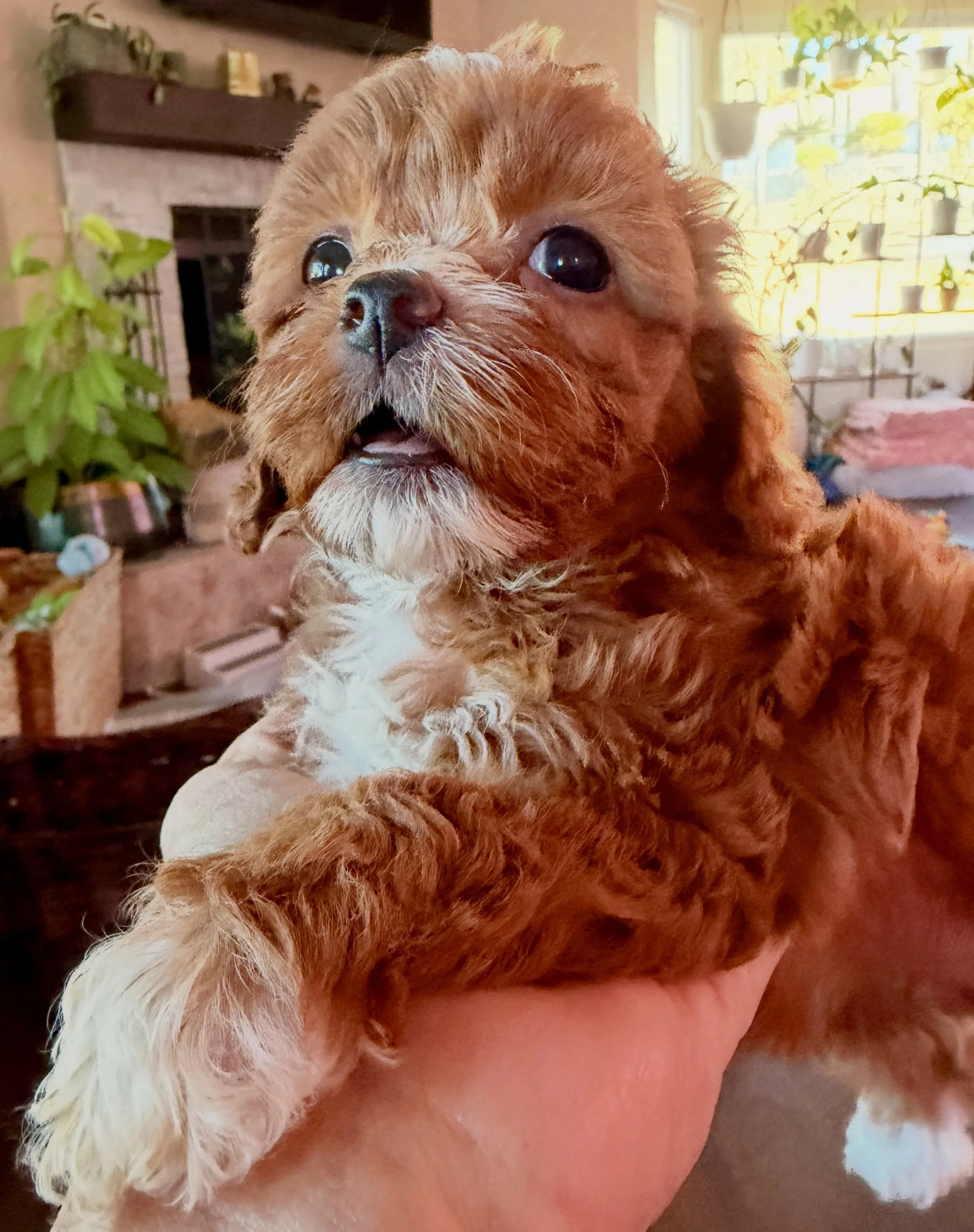 Cavapoos! 💖 #cavapoo #cavapoos_of_instagram #cavapoo_daily #cavapoopuppy