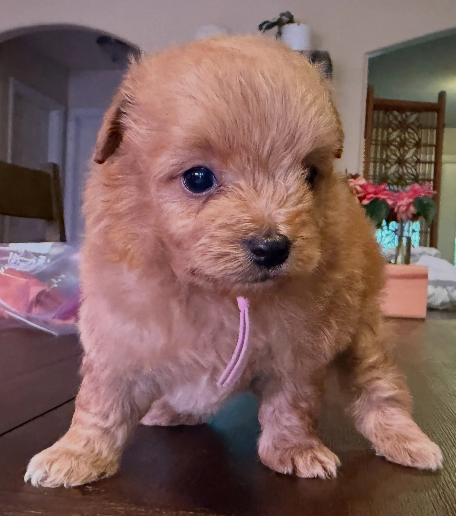 Trinket, smaller girl. Cavapomapoo.