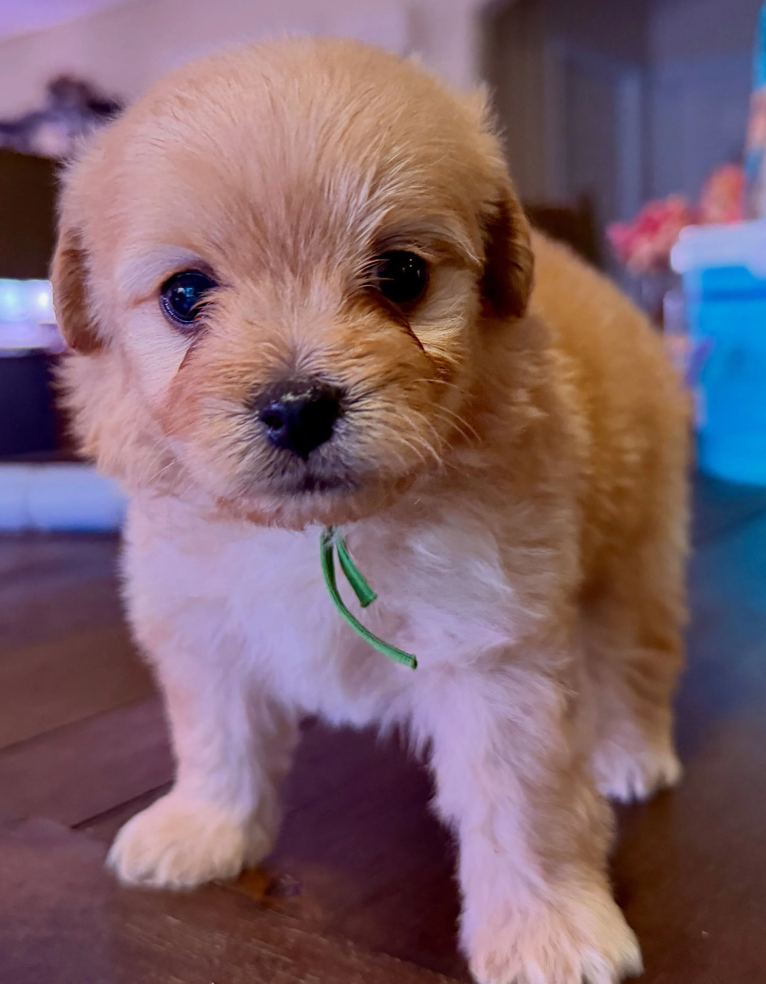 Stitches, cavapomapoo boy. #cavapomapoo #cavapomapoopuppy