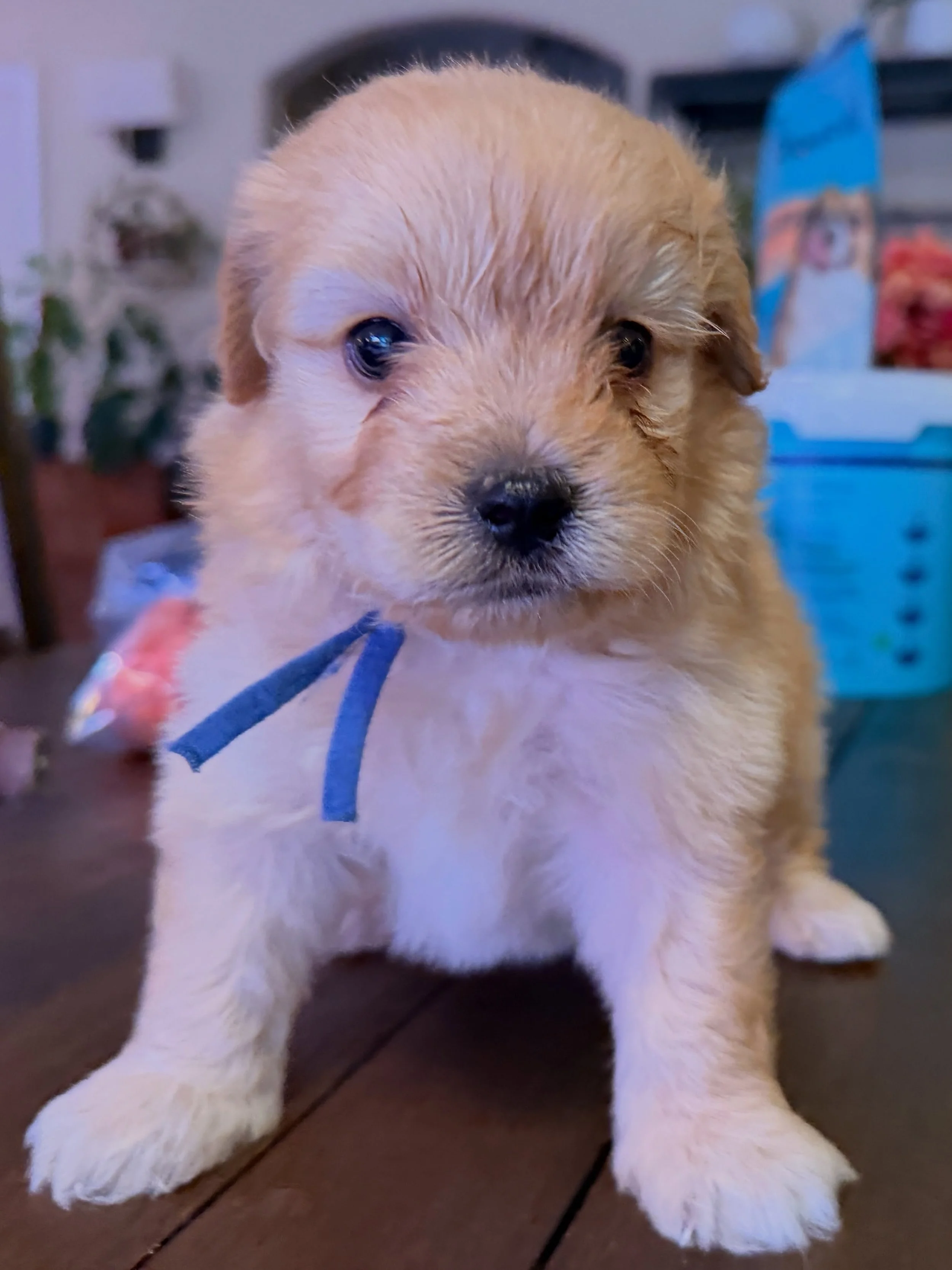 Button, bigger boy. #cavapomapoo #cavapomapoopuppy #cavapoo_daily #pomapoosofinstagram