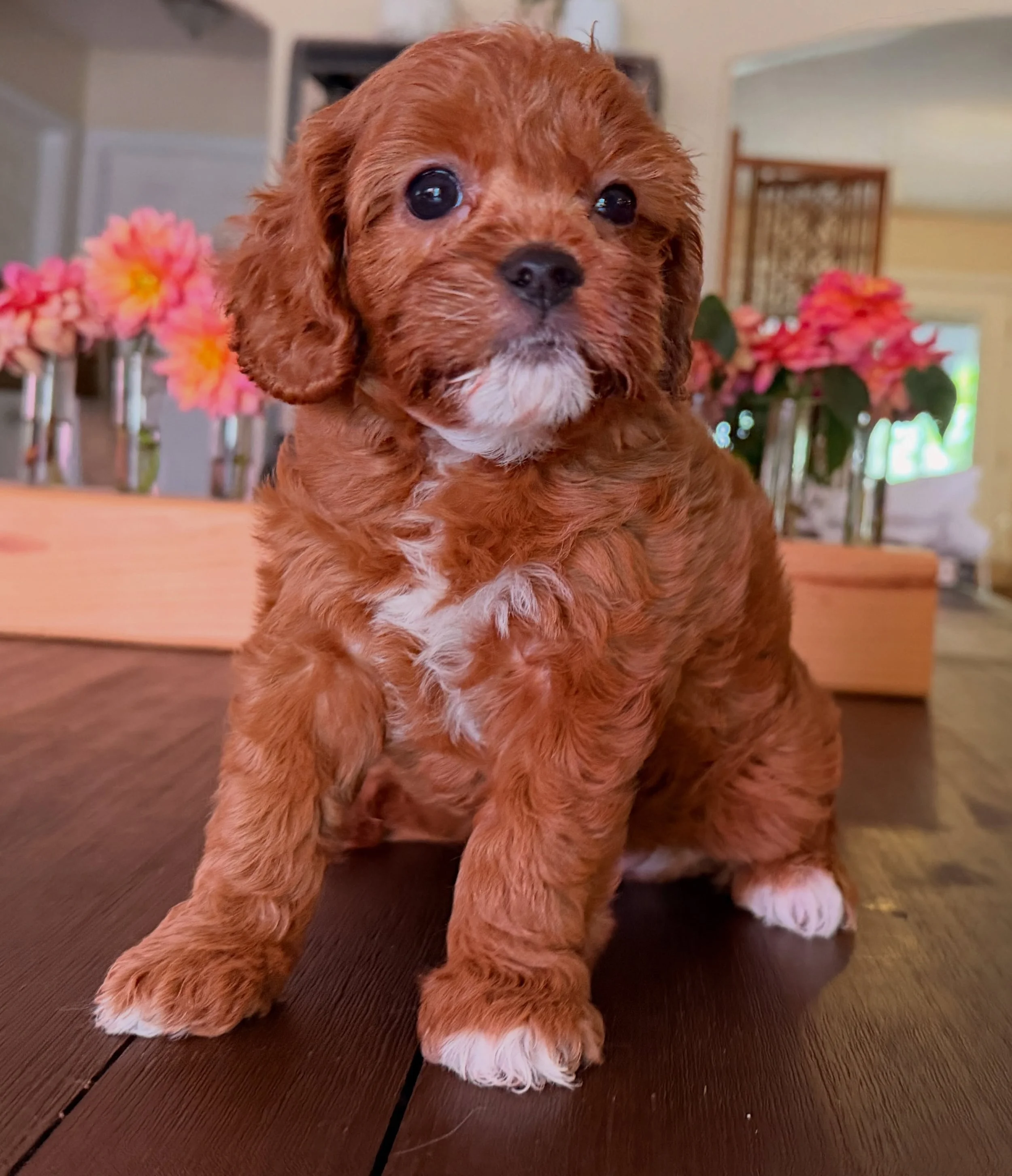 Dolly, cavapoo from Beatrice. Spoken for so just enjoy!! Our next litter of cavapoos should be born end of the month/early next month. 💖