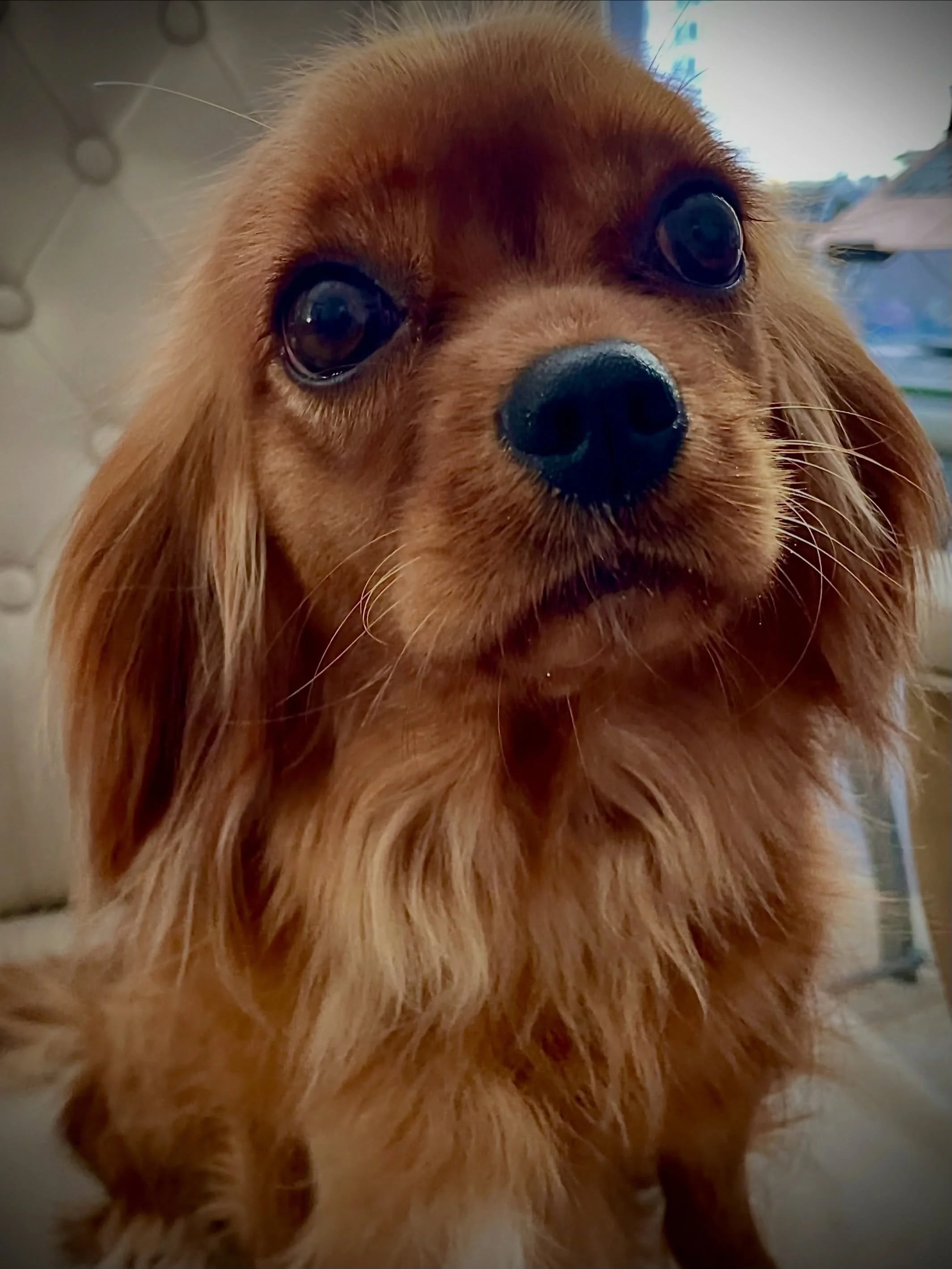Our next litter of cavapoos will be born to Matilda and Joey. Due the very last few days of this month. As of right now, we have no  deposits on this litter. The babies can weigh anywhere from 8-18 pounds (ONE previous baby has actually hit 28 pounds