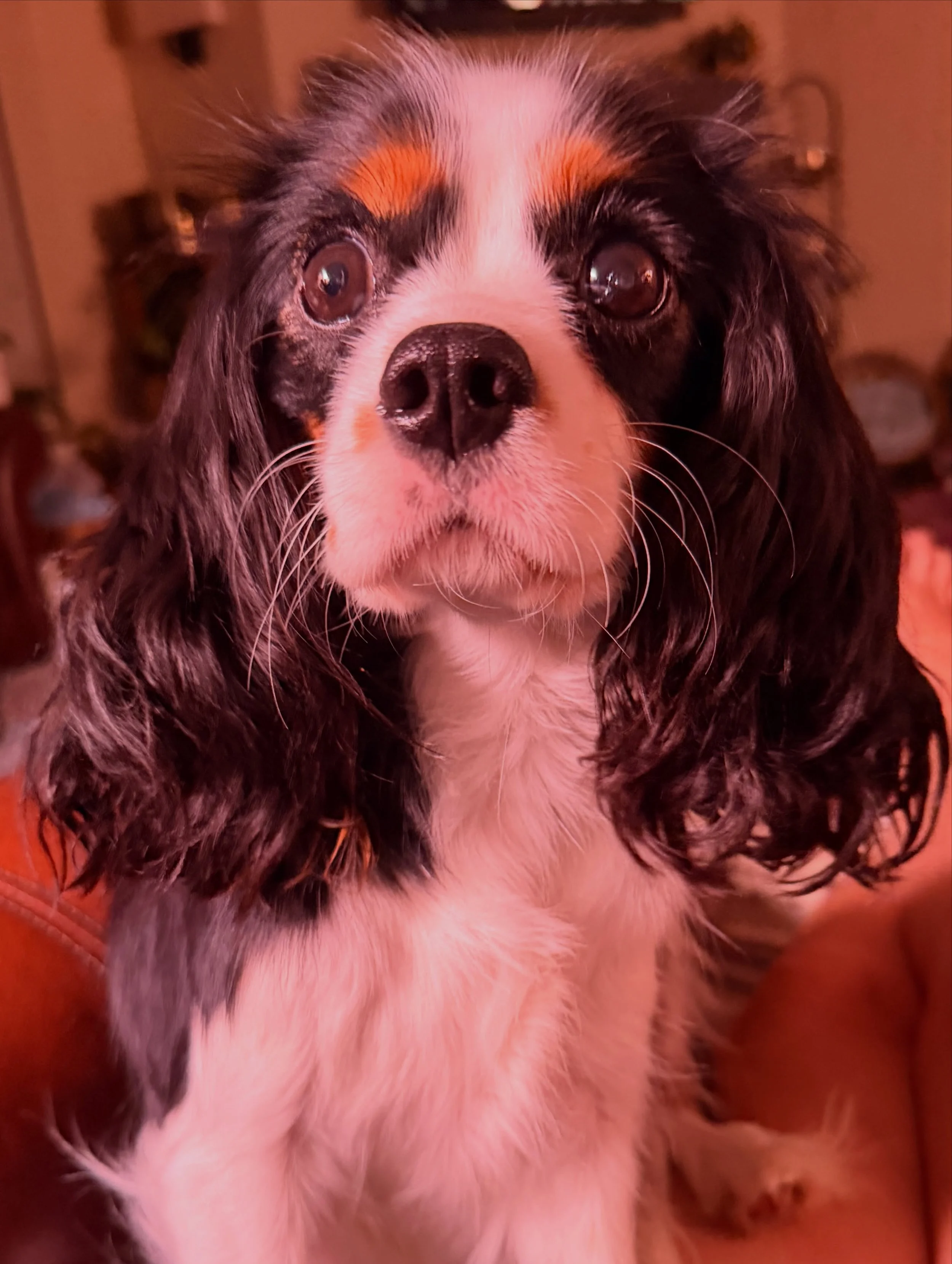 The eyes always give it away&hellip; probably in early labor! Ophelia will be a first-time mommy&hellip; already a natural, showing concern and nurturing instincts for the other babies here. 🥰🥰🥰 Such a sweet mommy already, but she&rsquo;s got some