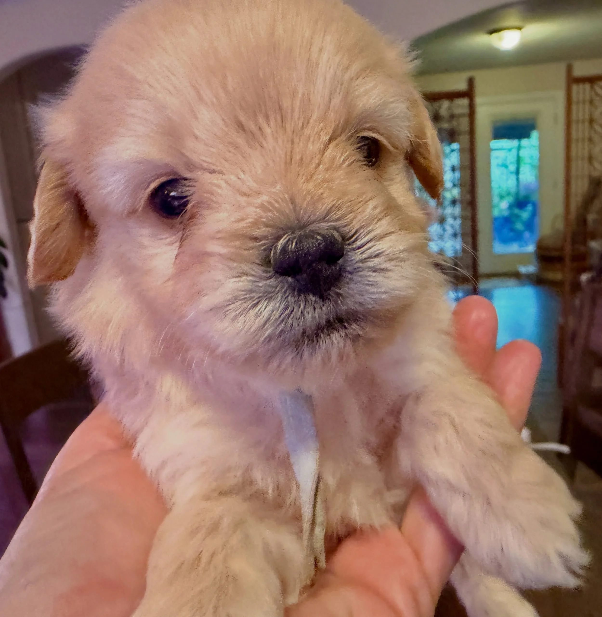 Cavapomapoos waiting for you: boys Thimble, Stitches, Button, and Stuffing. Girls Trinket and Ribbon. 💖 #cavapomapoo #cavapomapoopuppy