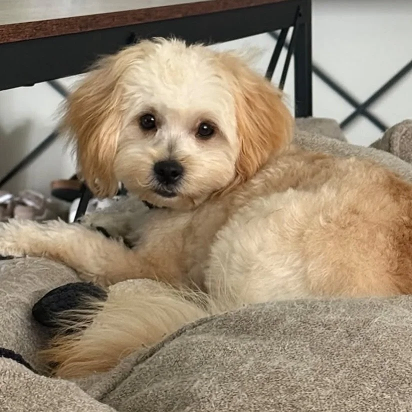 If you are considering a Cavalier Kingdom baby, consider one of our cavapomapoos. These photos are of Maya and Mac&rsquo;s previous litter. The current puppies will be their last. You&rsquo;ve got to meet these babies and hold them to &ldquo;get it&r