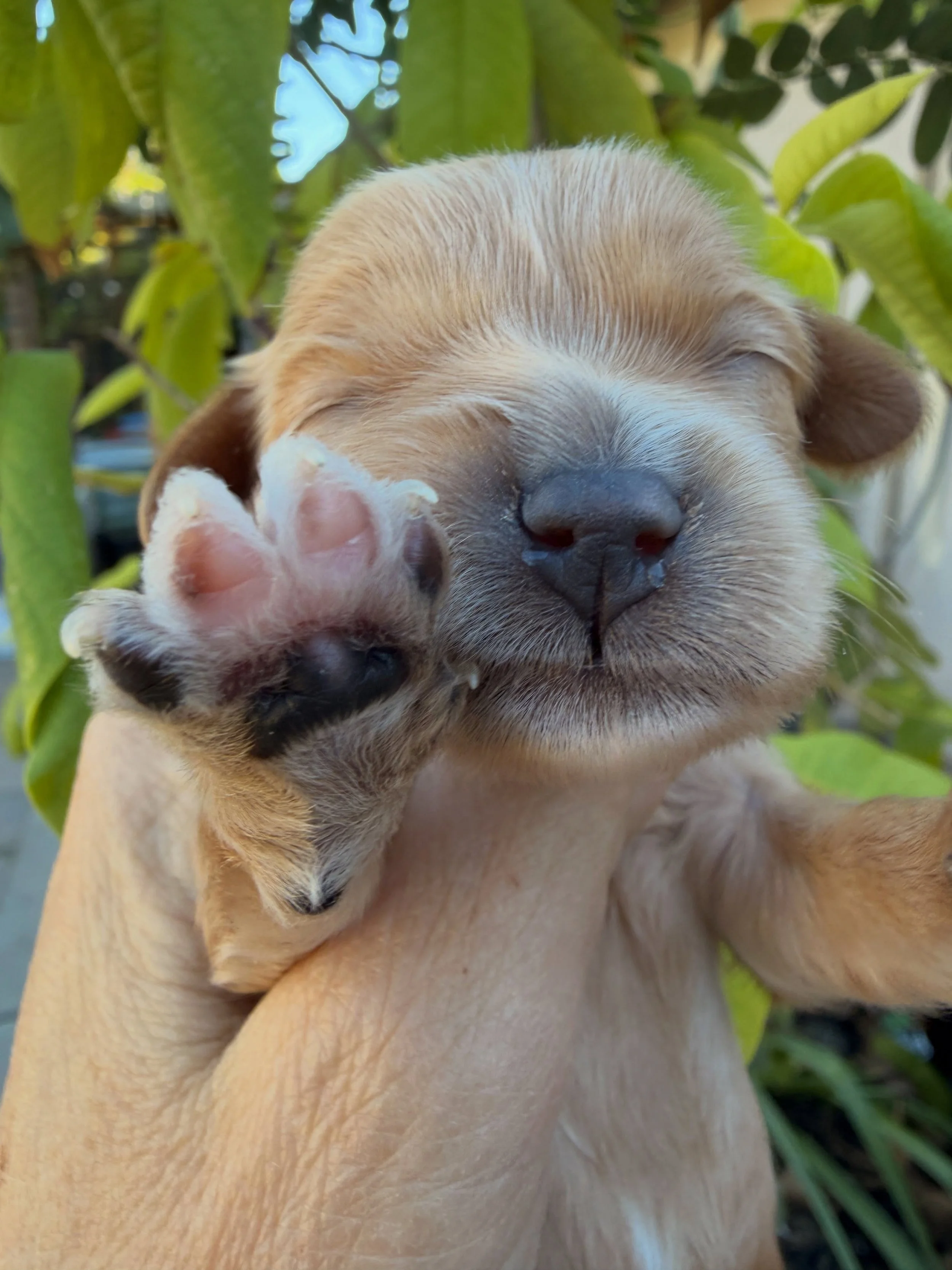 Paws!