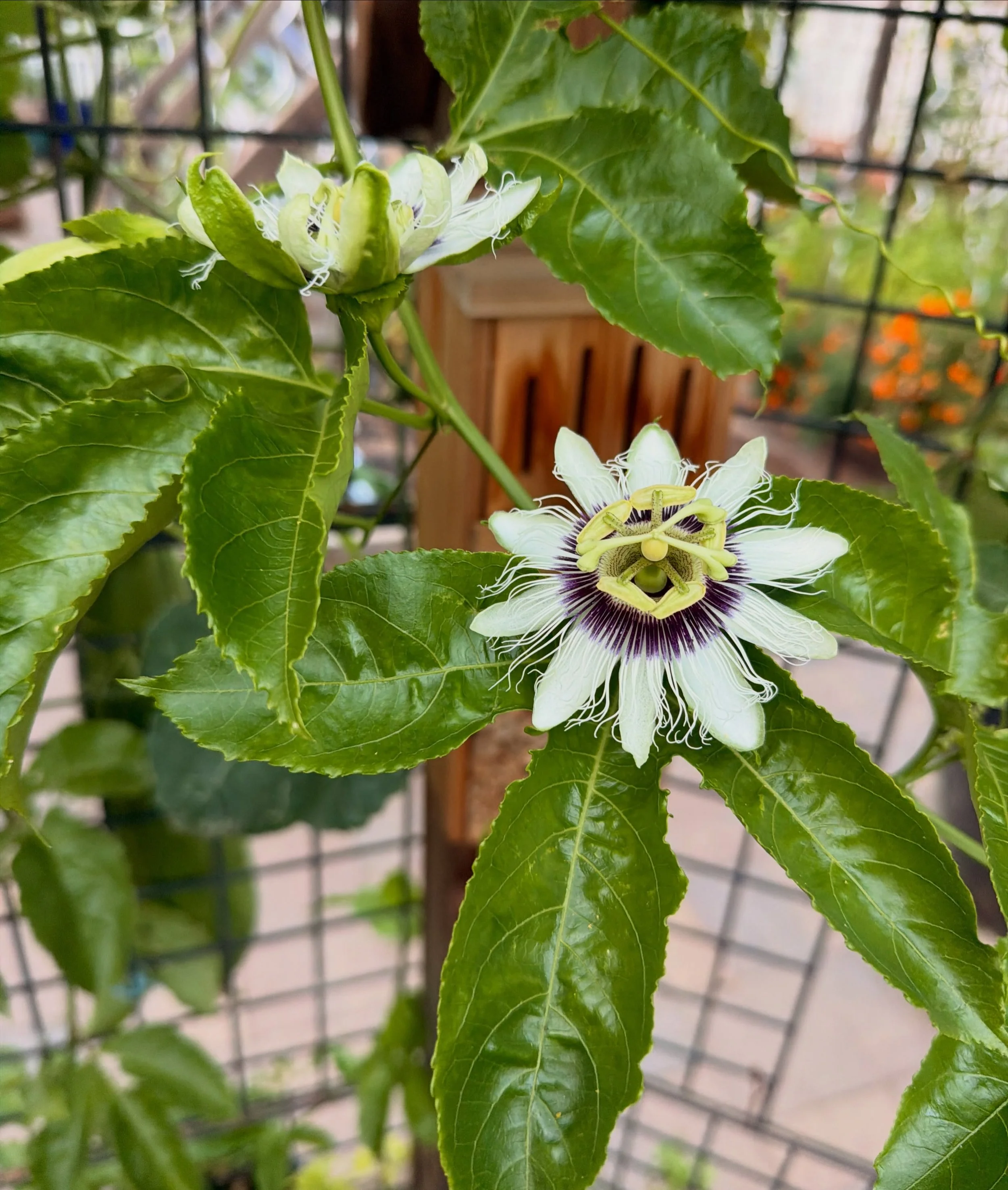 Passionfruit!! These must be cool weather lovers.