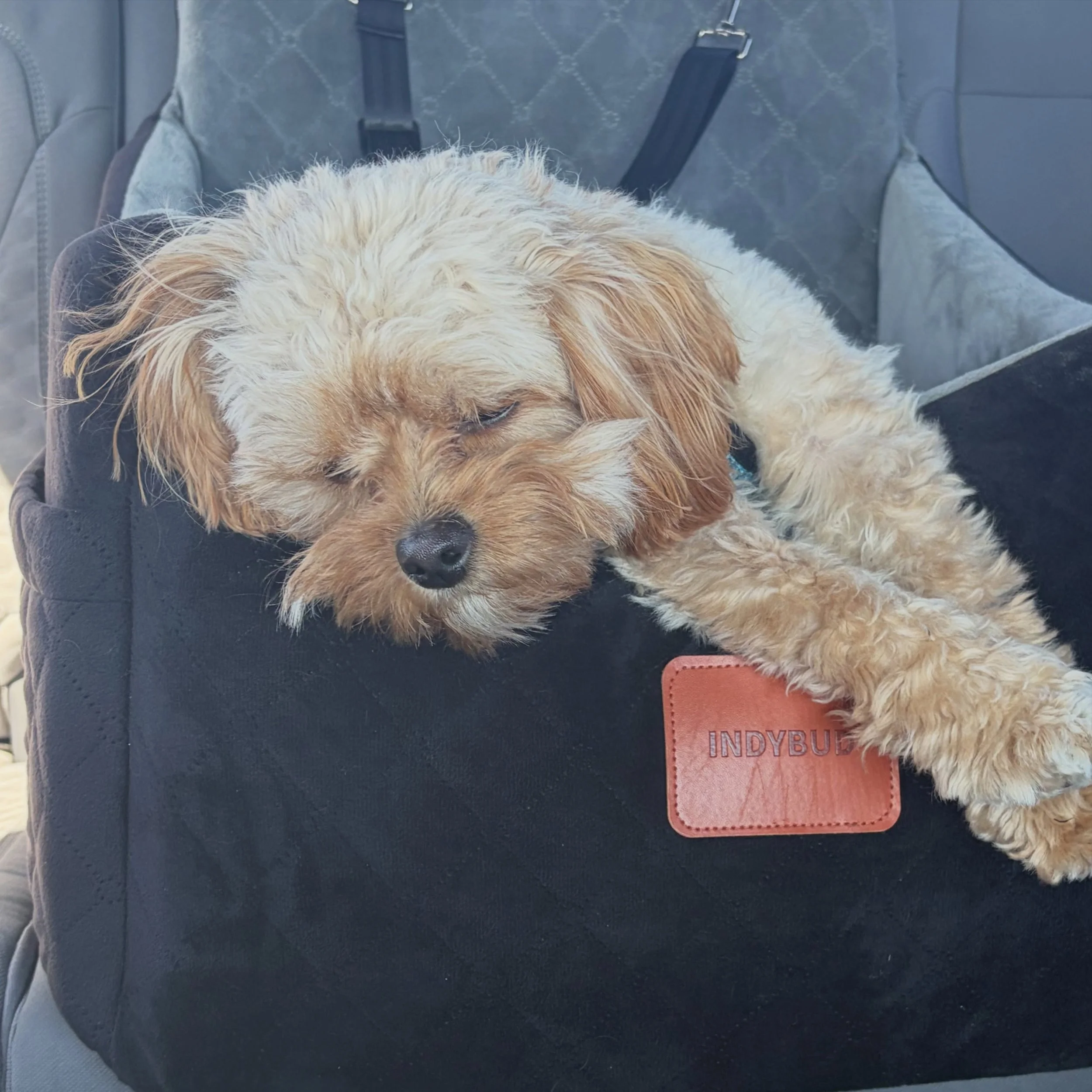 Biscuit, formerly Beachcomber from Mac Daddy and Fergie. 💖💖 Thank you Corrie for sharing!