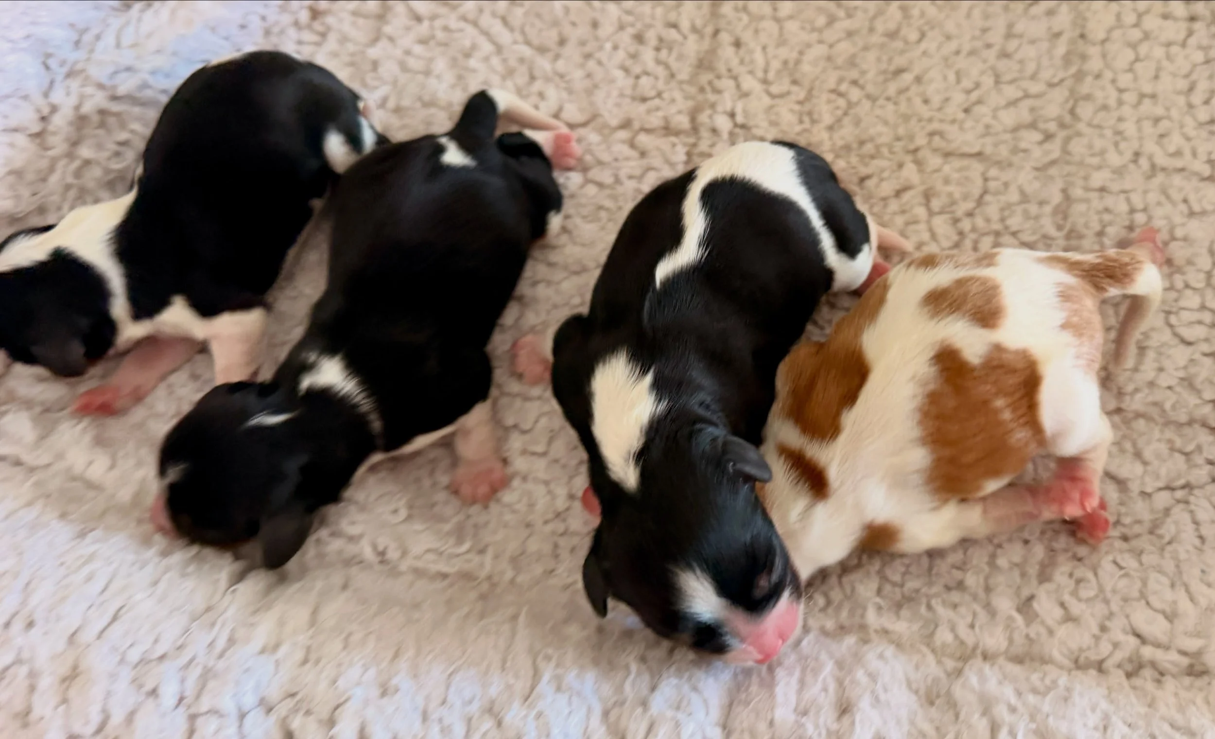 Ophelia&rsquo;s cavalier babies.