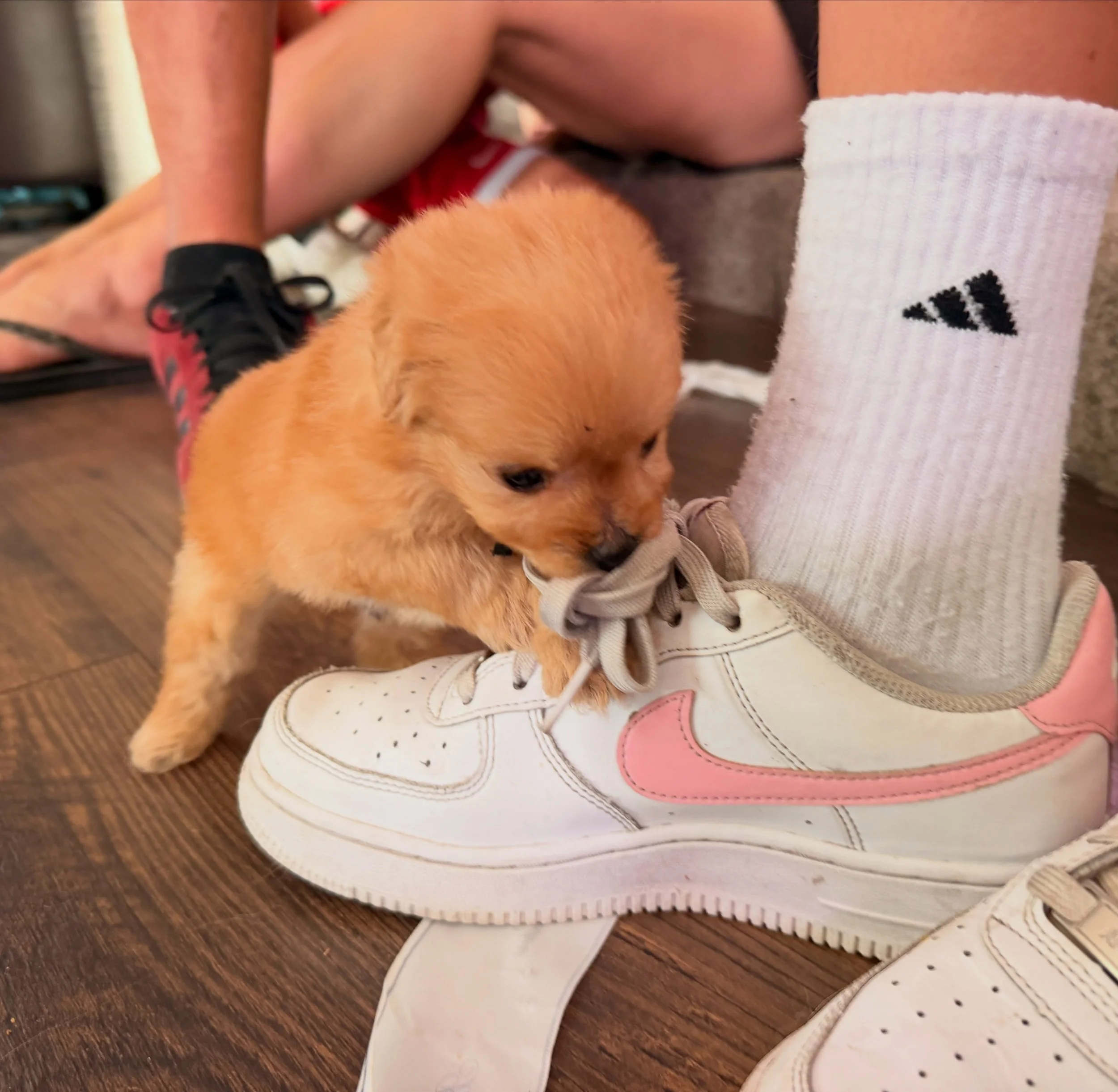Teeny tiny Stuffing tackles the shoe
