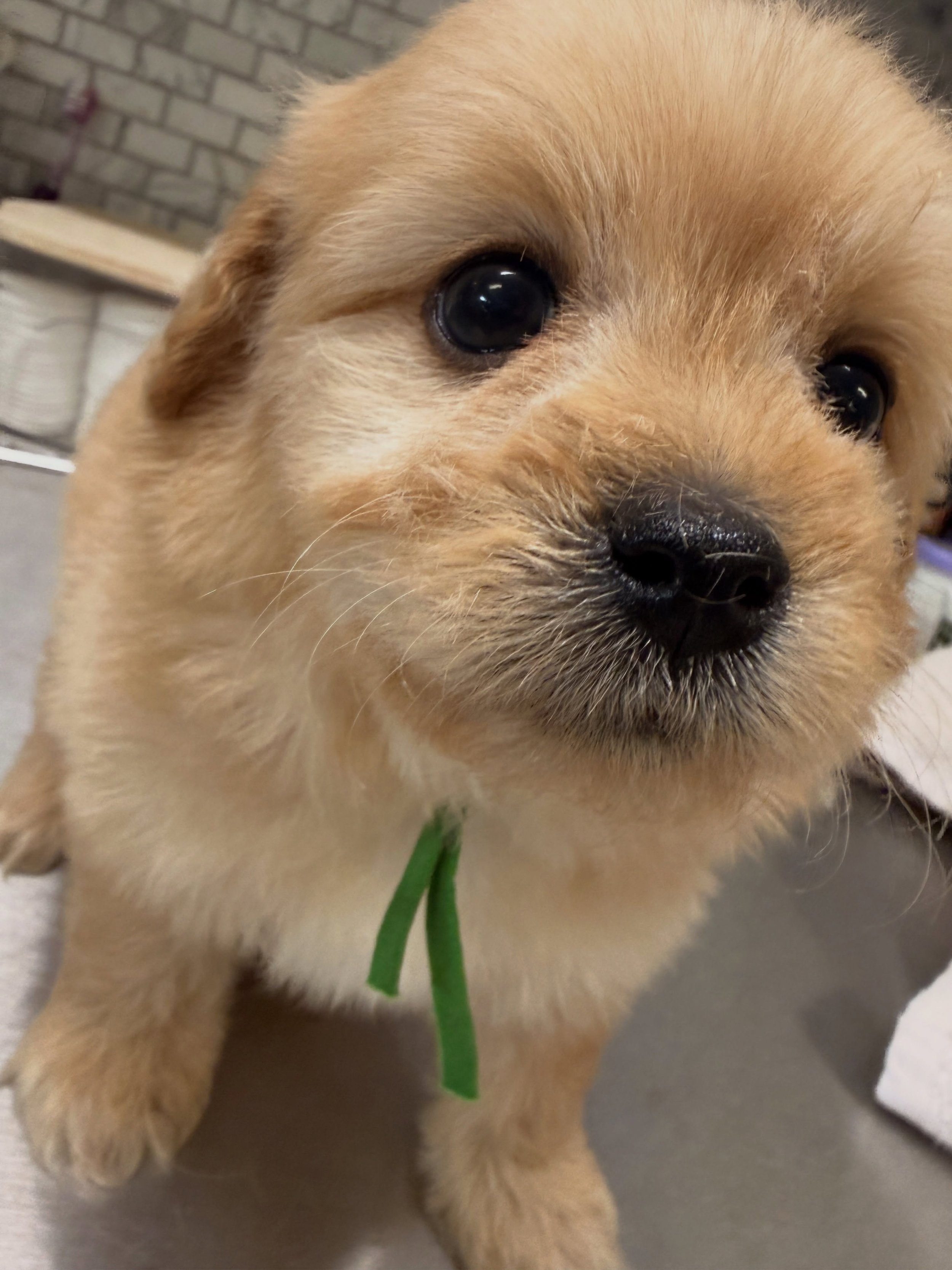 Stitches, boy. Cavapinopoo