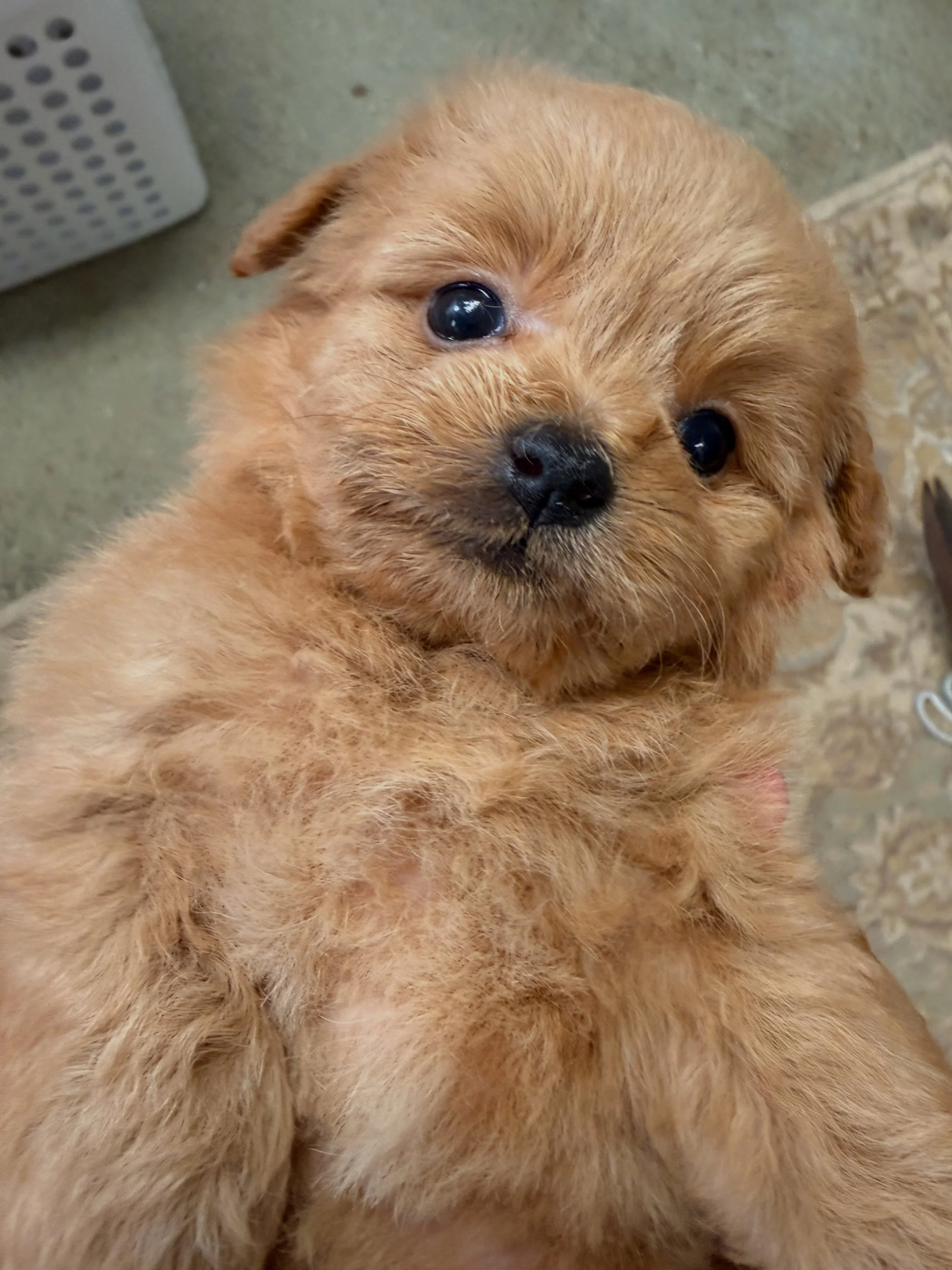 Trinket
