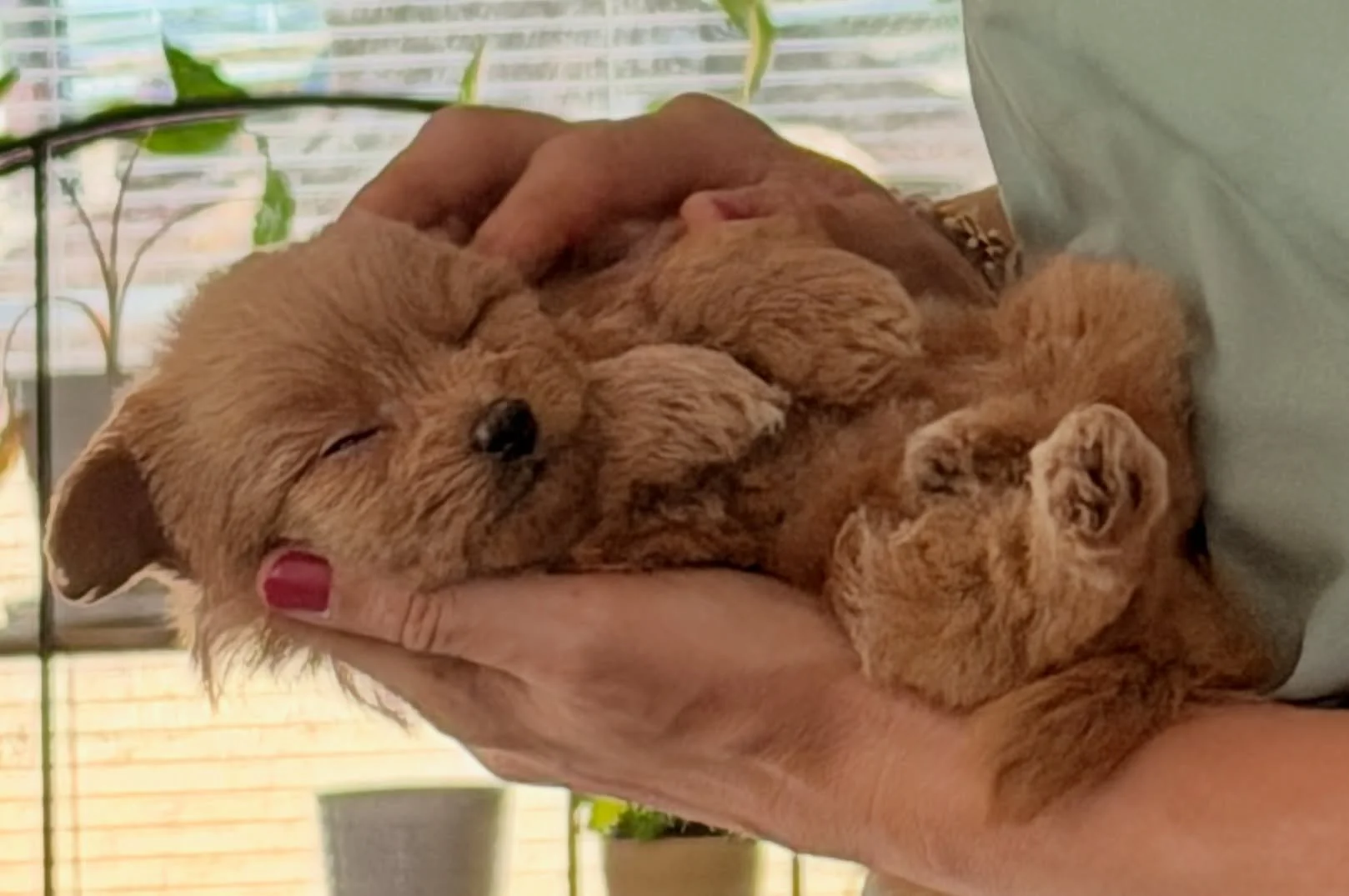 Trinket, smaller and darker of the two girls