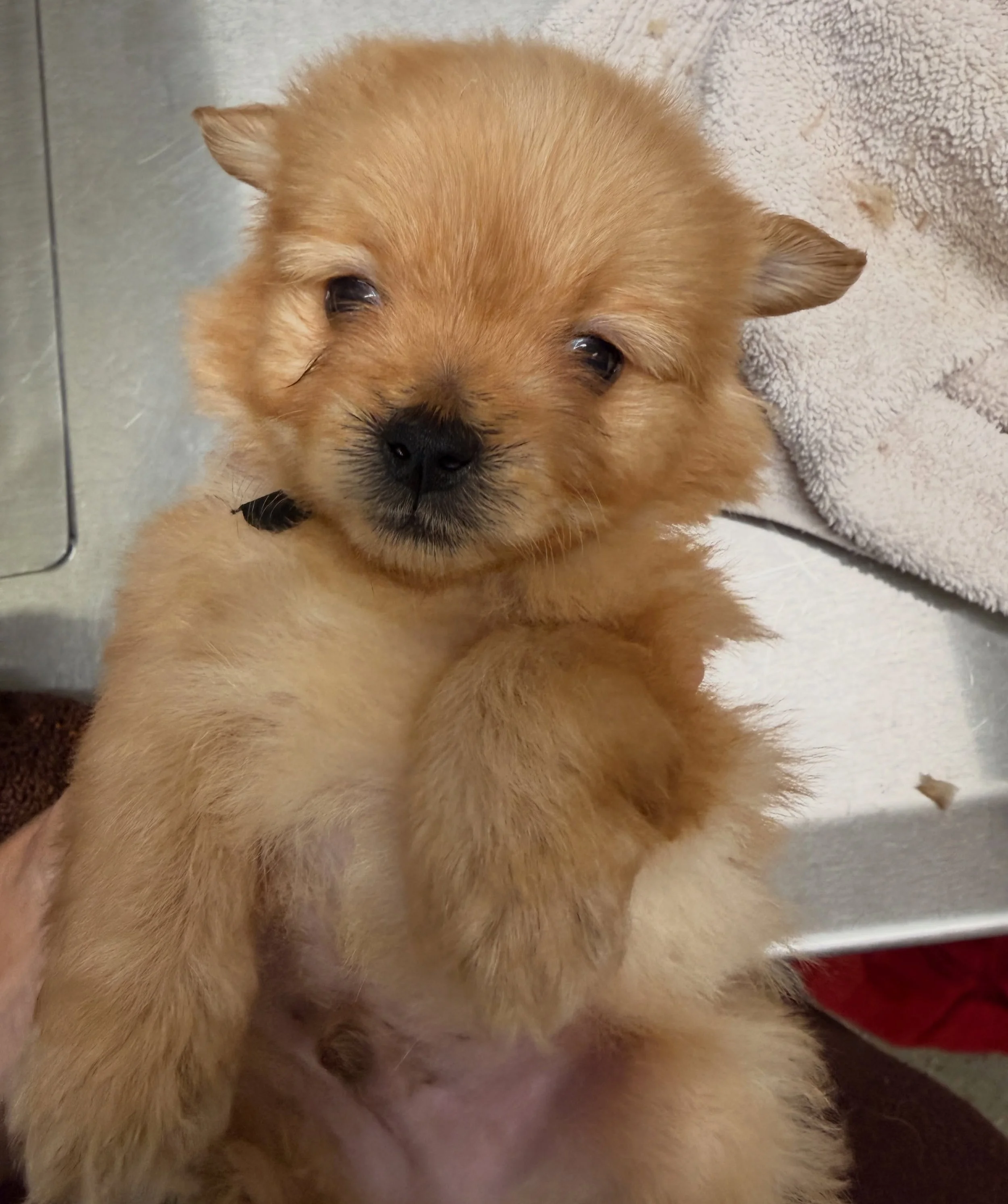 Stuffing, tiny boy. He is all fluff here