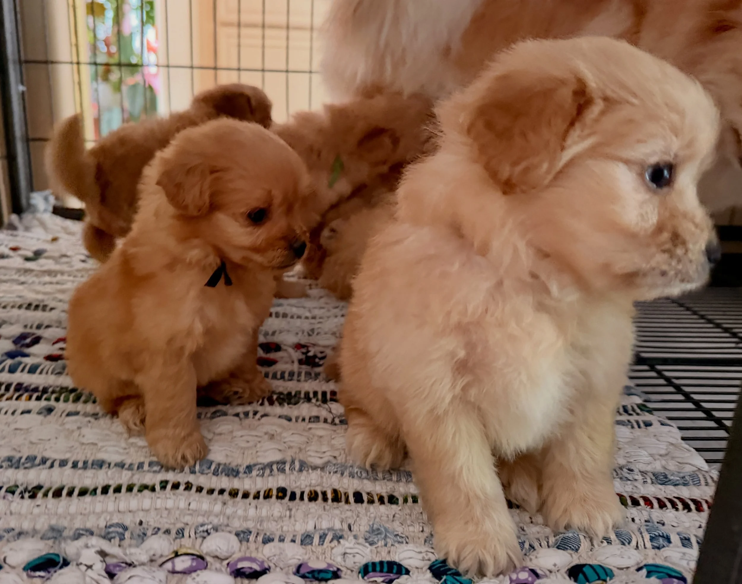 Cavapinopoos