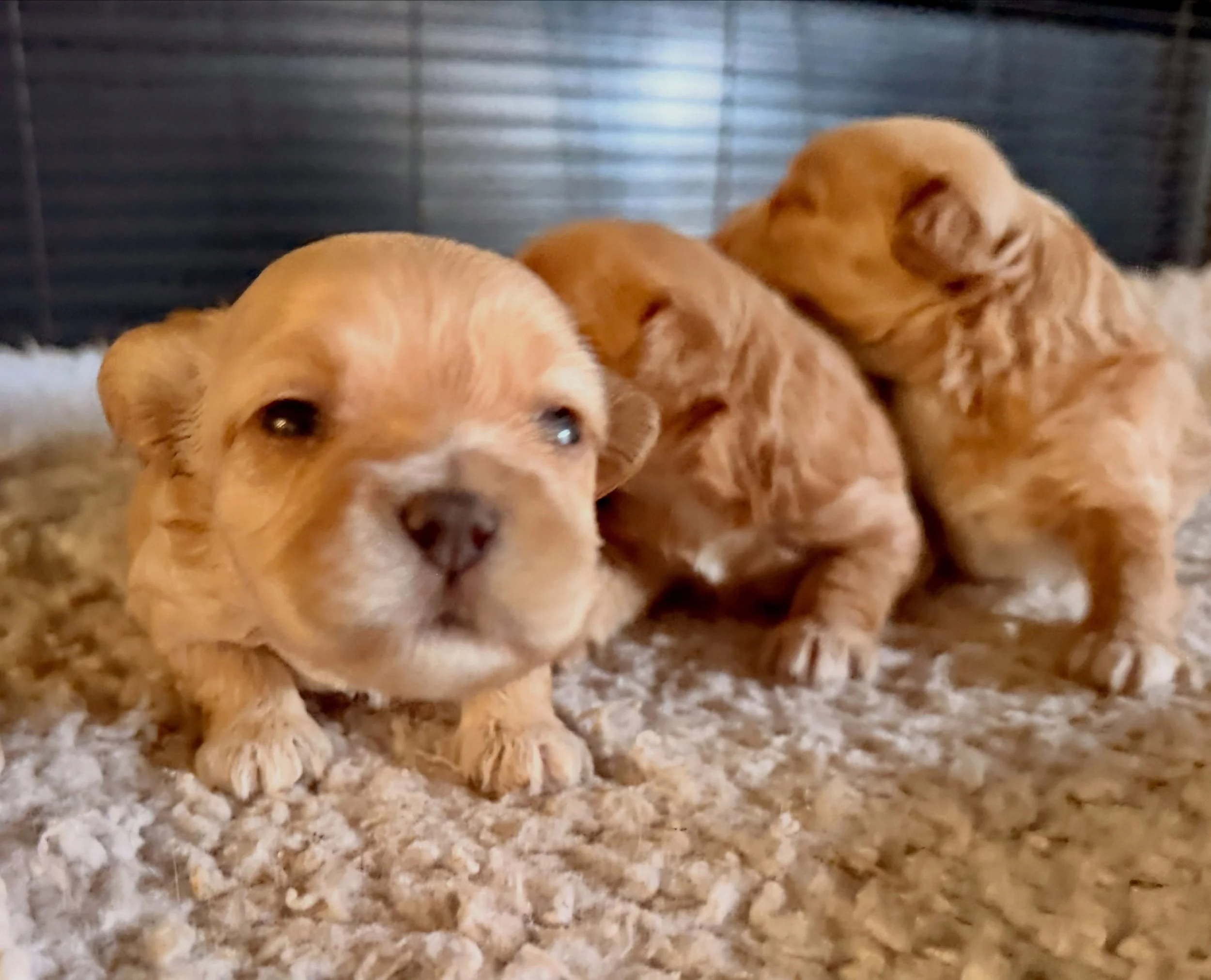 Cavamaltipoo babies. I *think* they are all spoken for. We&rsquo;ll know for sure by end of the week.