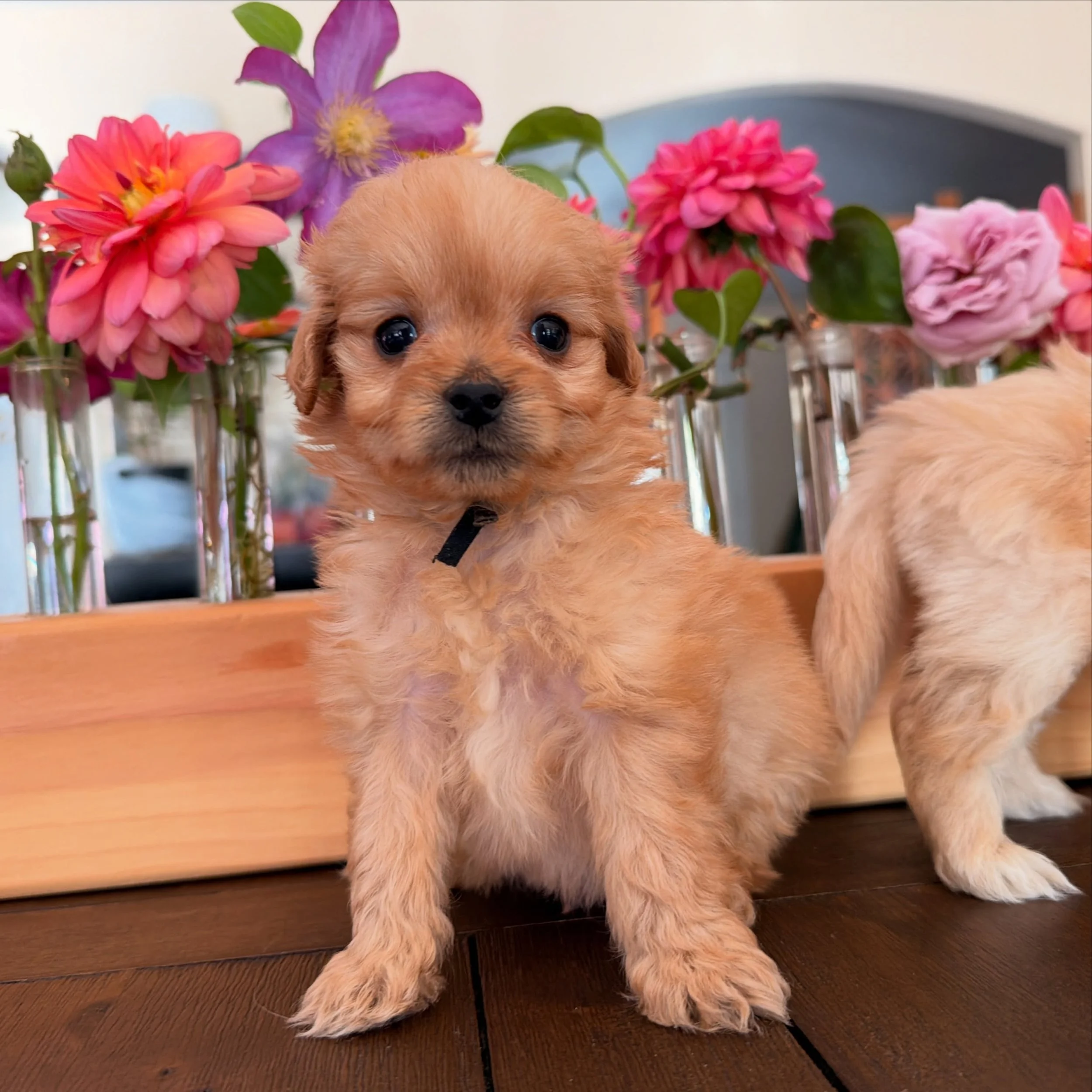 Stuffing and Thimble, Maya&rsquo;s smallest boys.